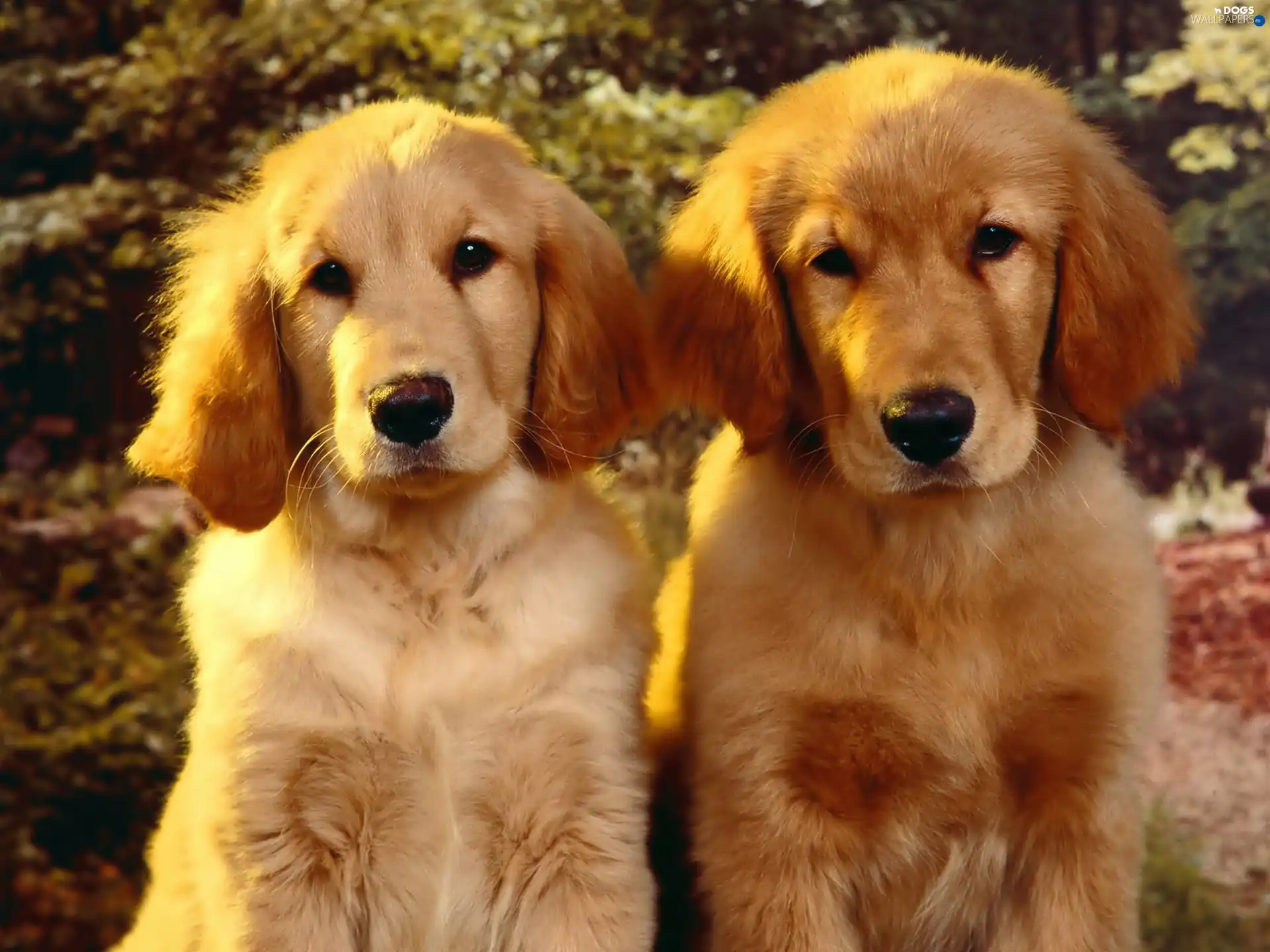 puppies, Golden Retriever, Two cars