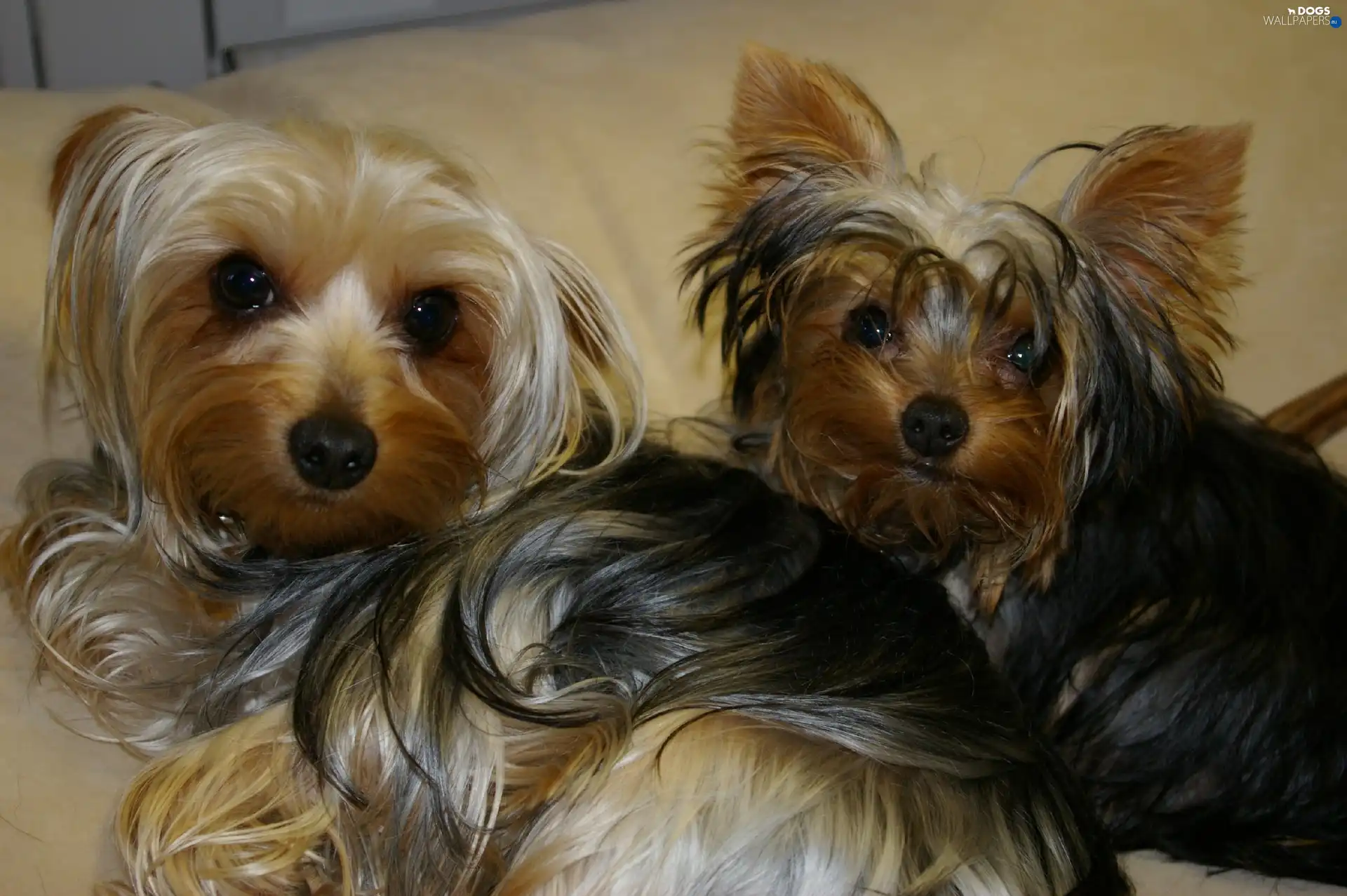 puppies, Yorkshire Terrier, Two cars