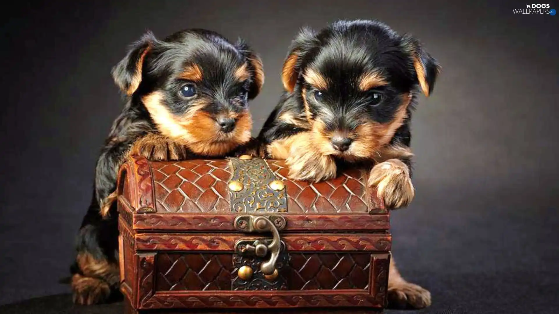 Puppies, trunk, Two cars