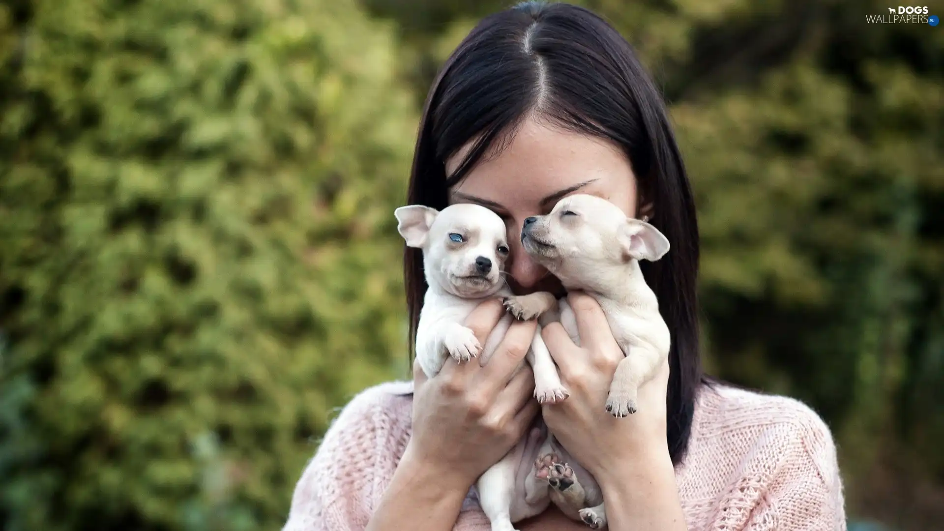 puppies, White, Women, Two cars