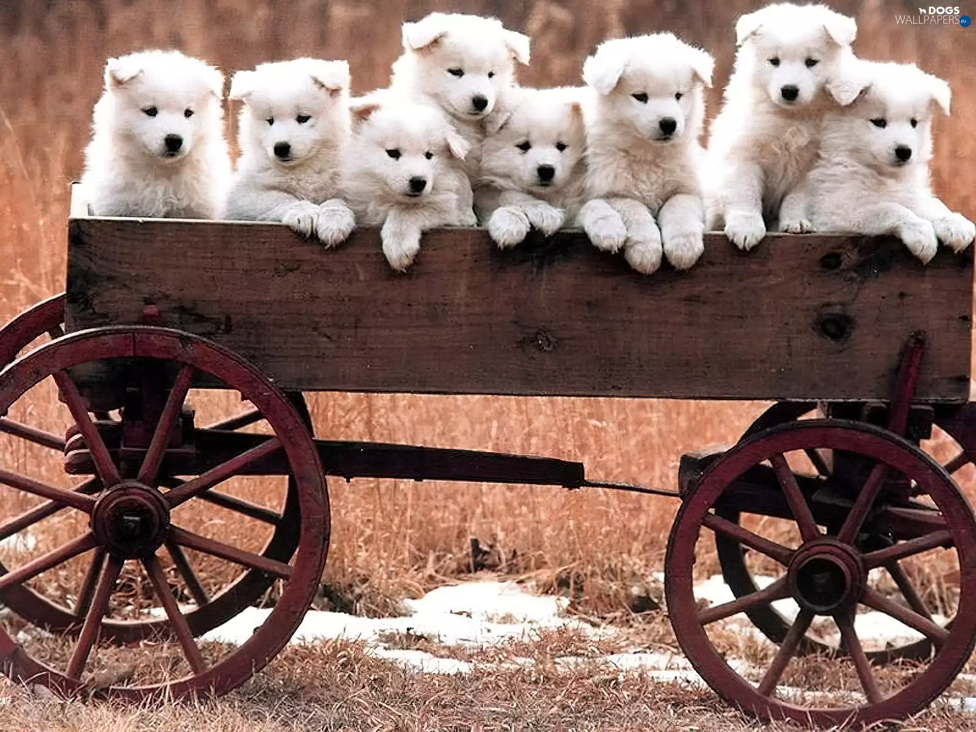 Puppies, wagon