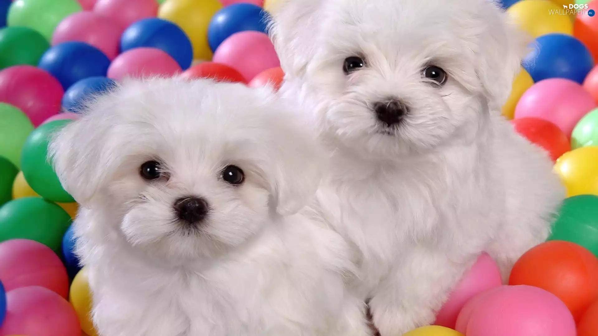 White, color, Balls, puppies