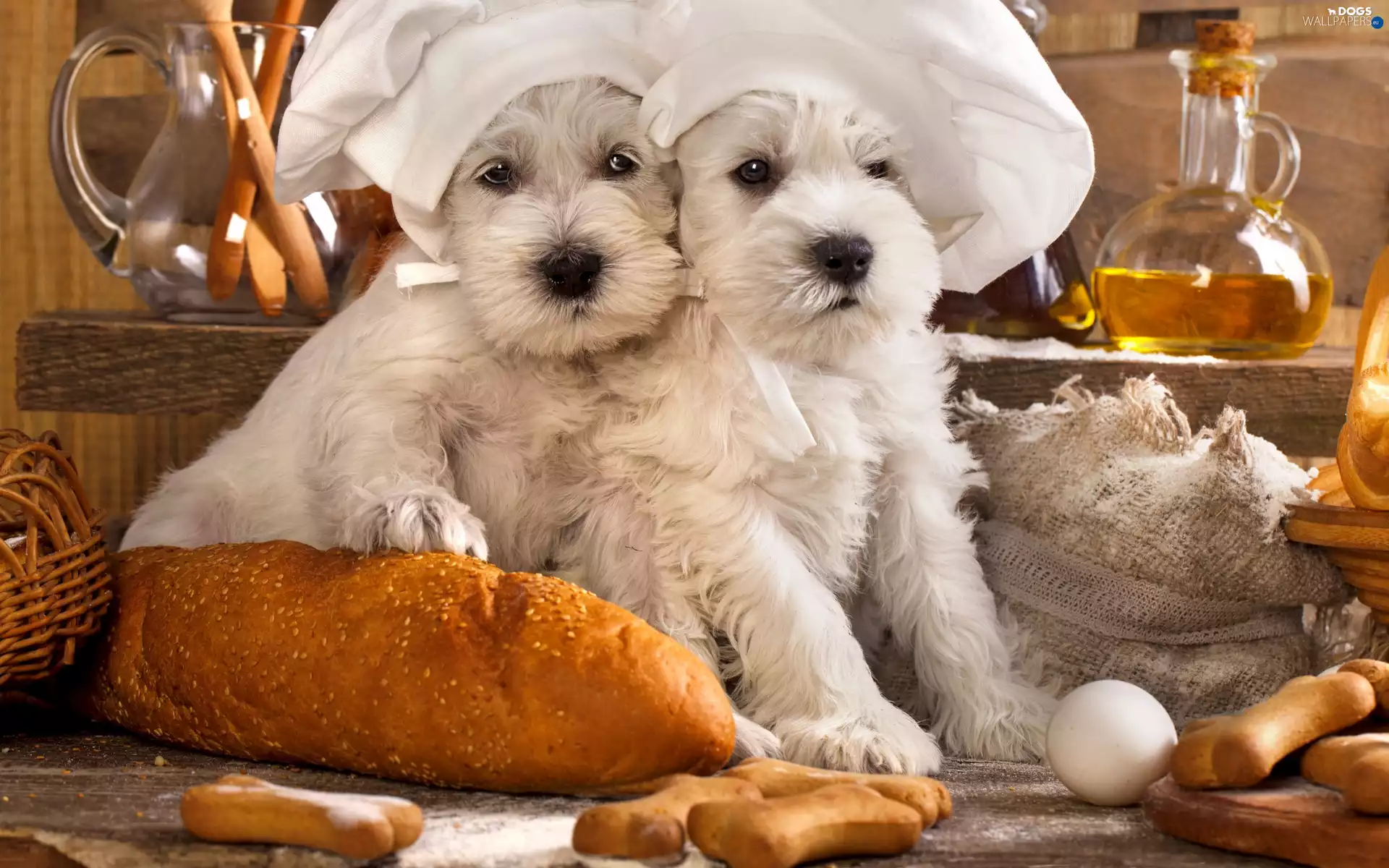 White, Dogs, bread, Puppies
