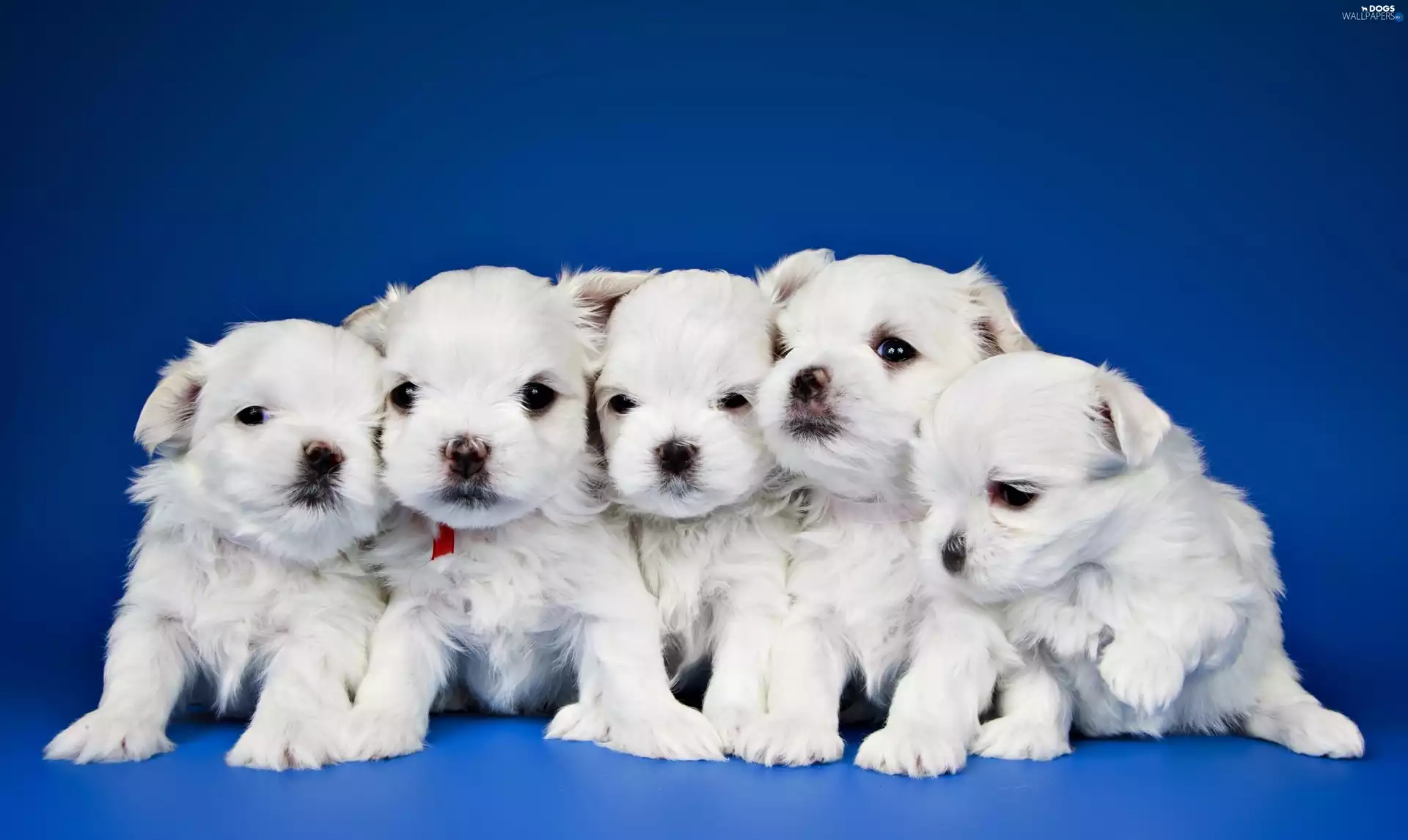 puppies, five, white