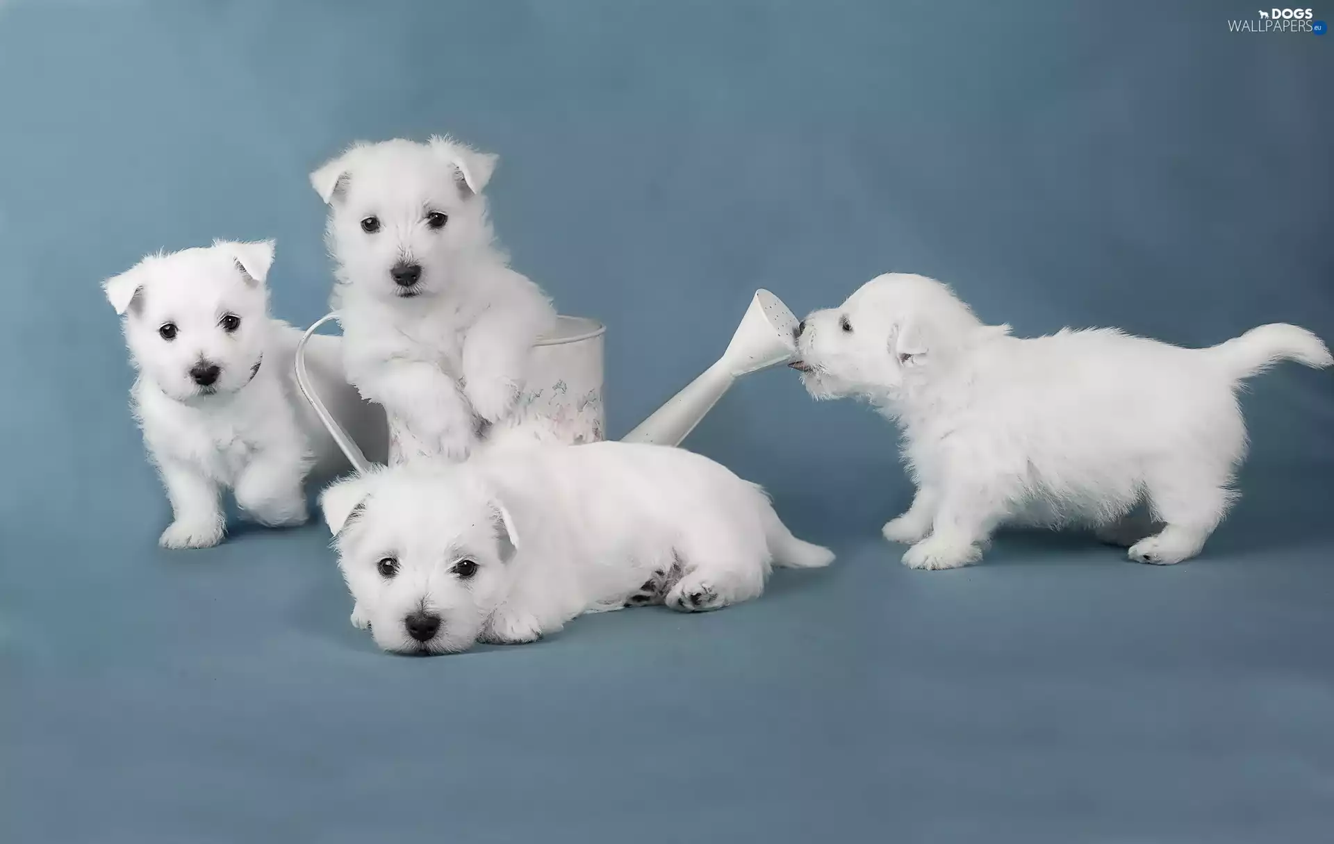 Puppies, four, White
