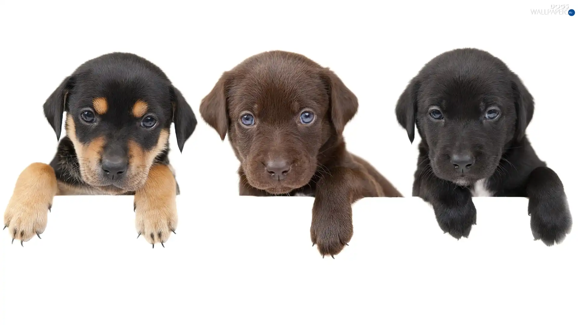 young, puppies, Three