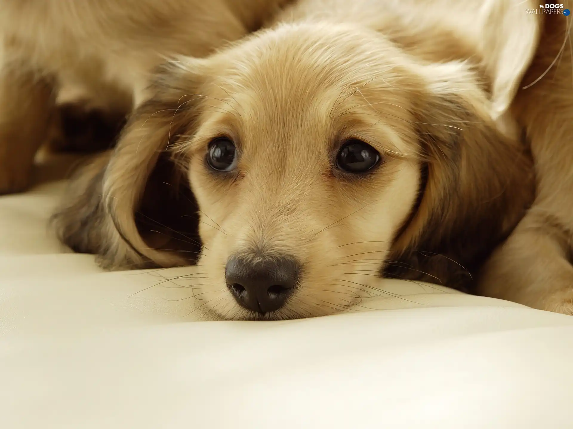Puppy