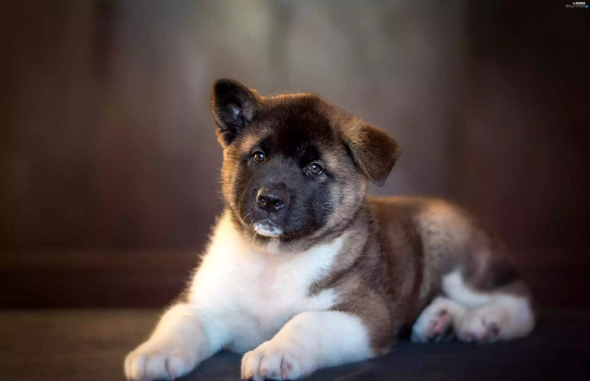 Puppy, American akita