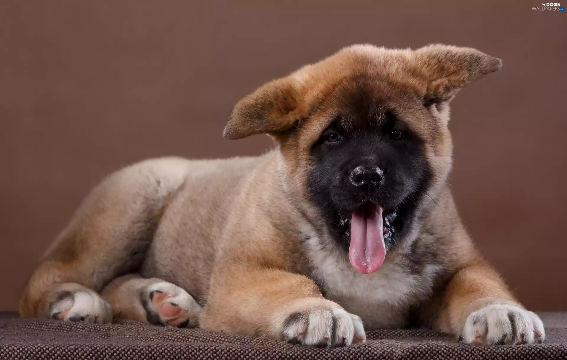 Puppy, American akita