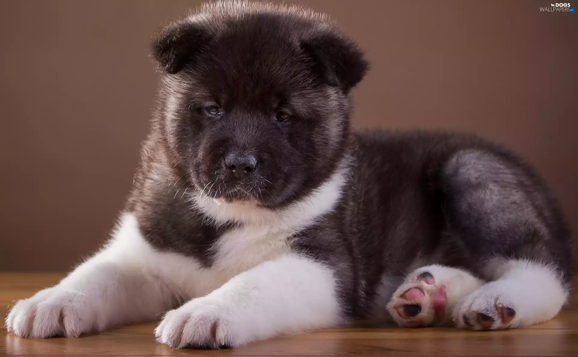 Puppy, dog, Akita