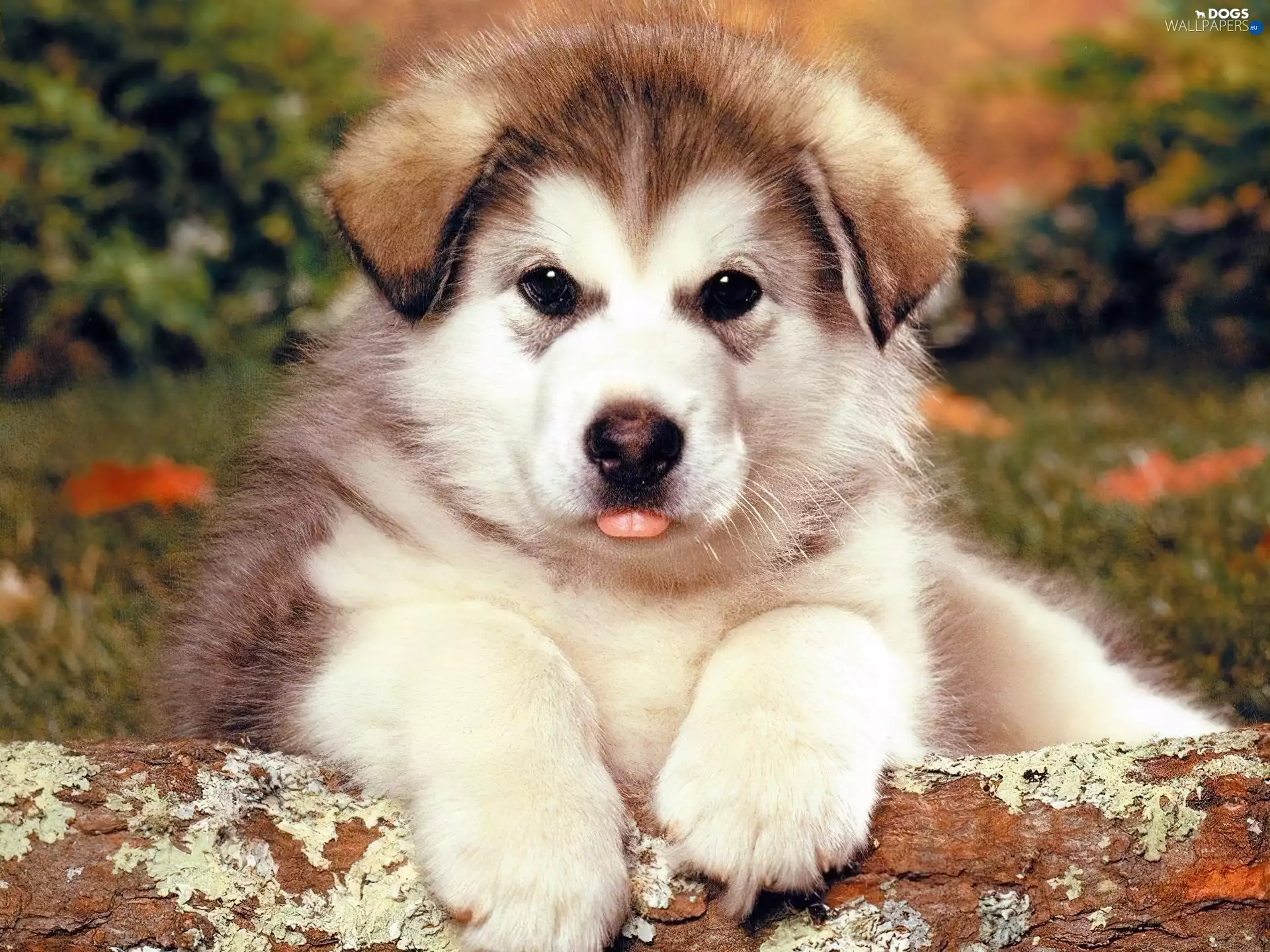 Alaskan Malamute, doggy, Puppy