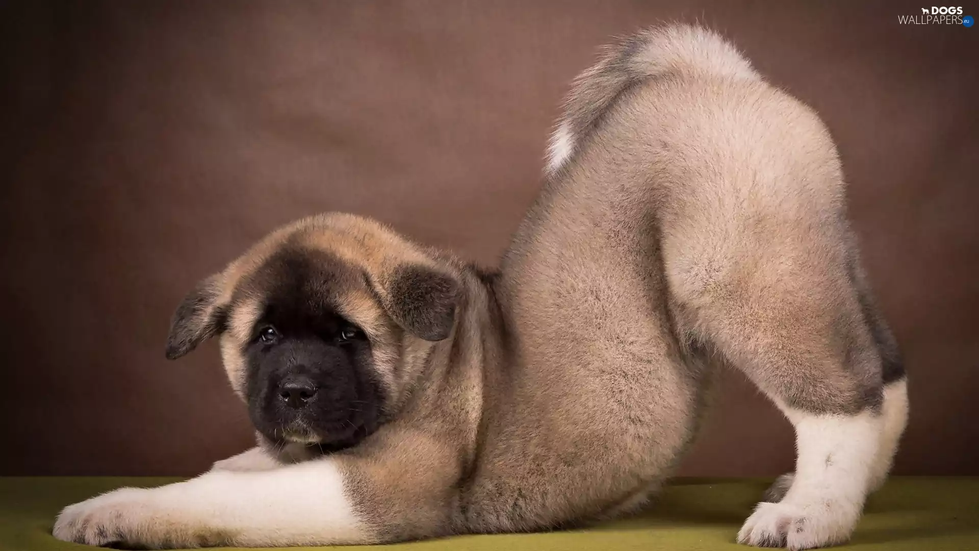 American akita, dog, Puppy
