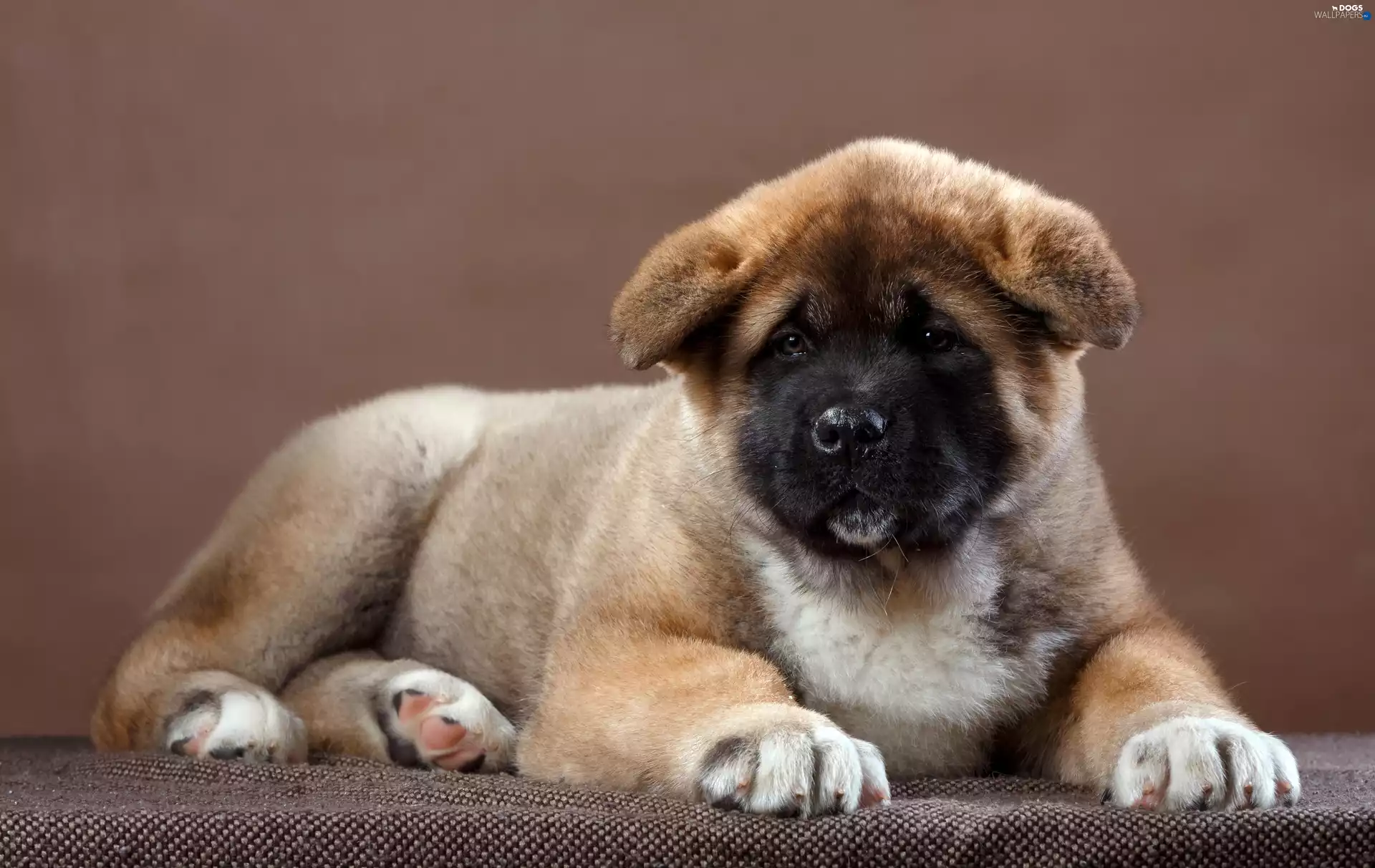 American akita, lying, Puppy
