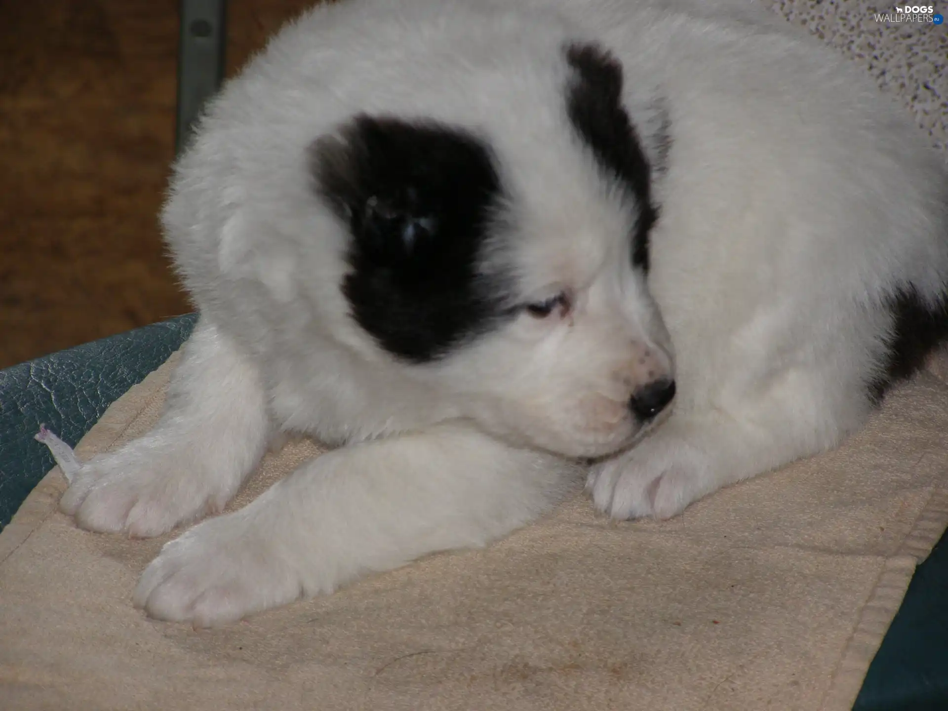 Puppy, Central Asian Shepherd