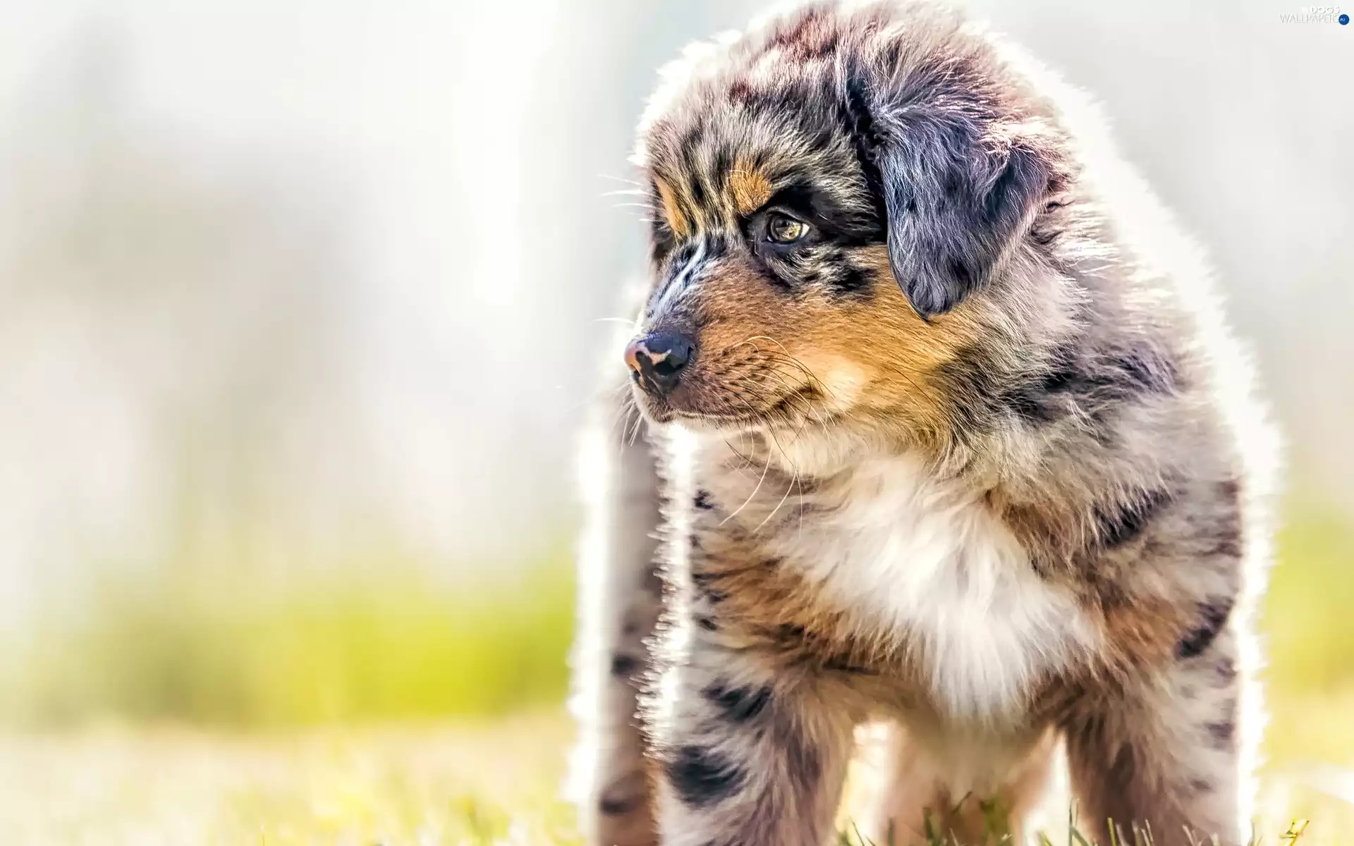 Australian Shepherd, dog, Puppy