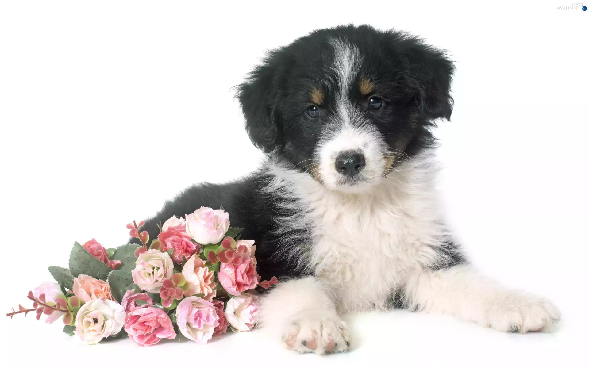 Artificial, Flowers, Australian Shepherd, Bouquet of Flowers, Puppy
