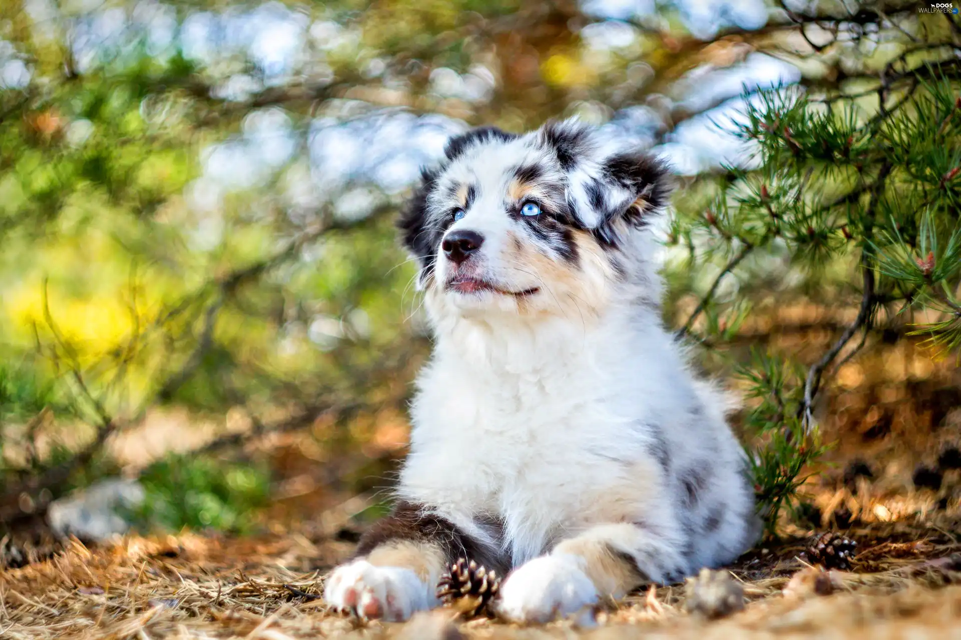 Puppy, pastoral, Australian, dog