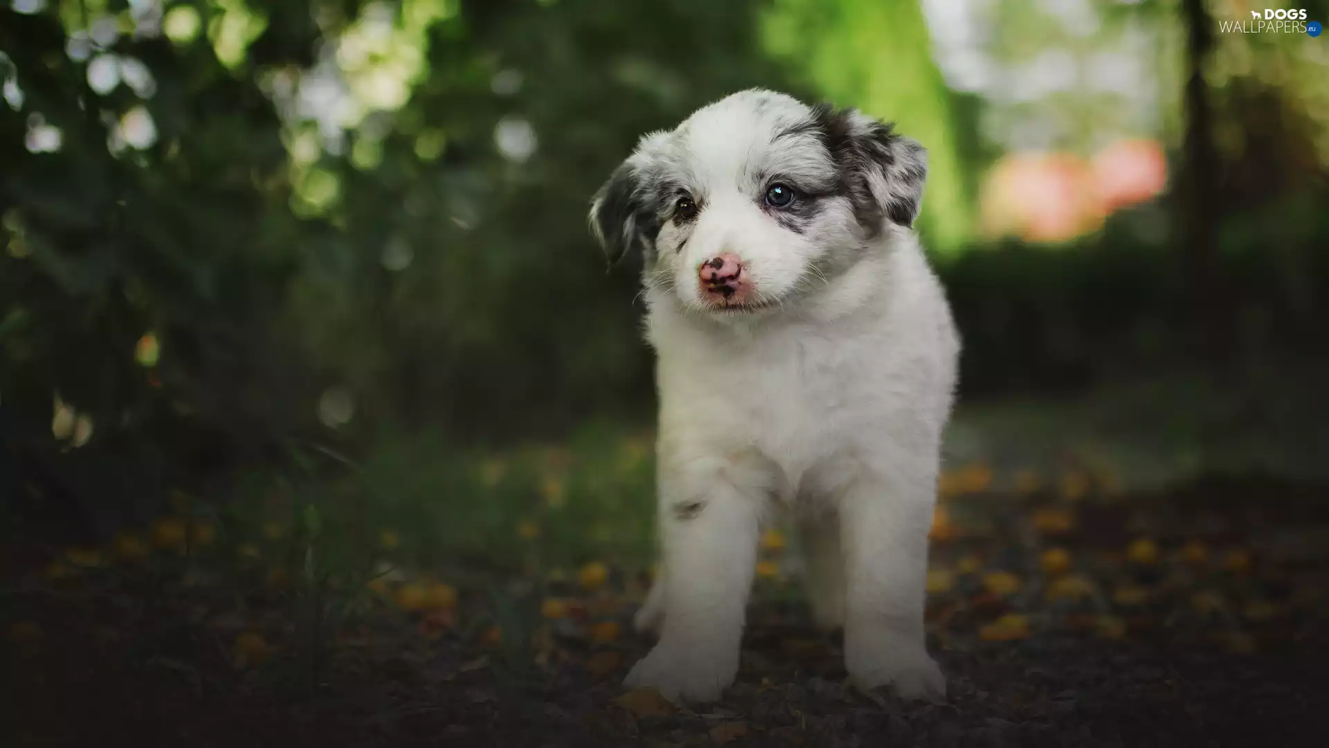 dog, Puppy, Australian Shepherd, White