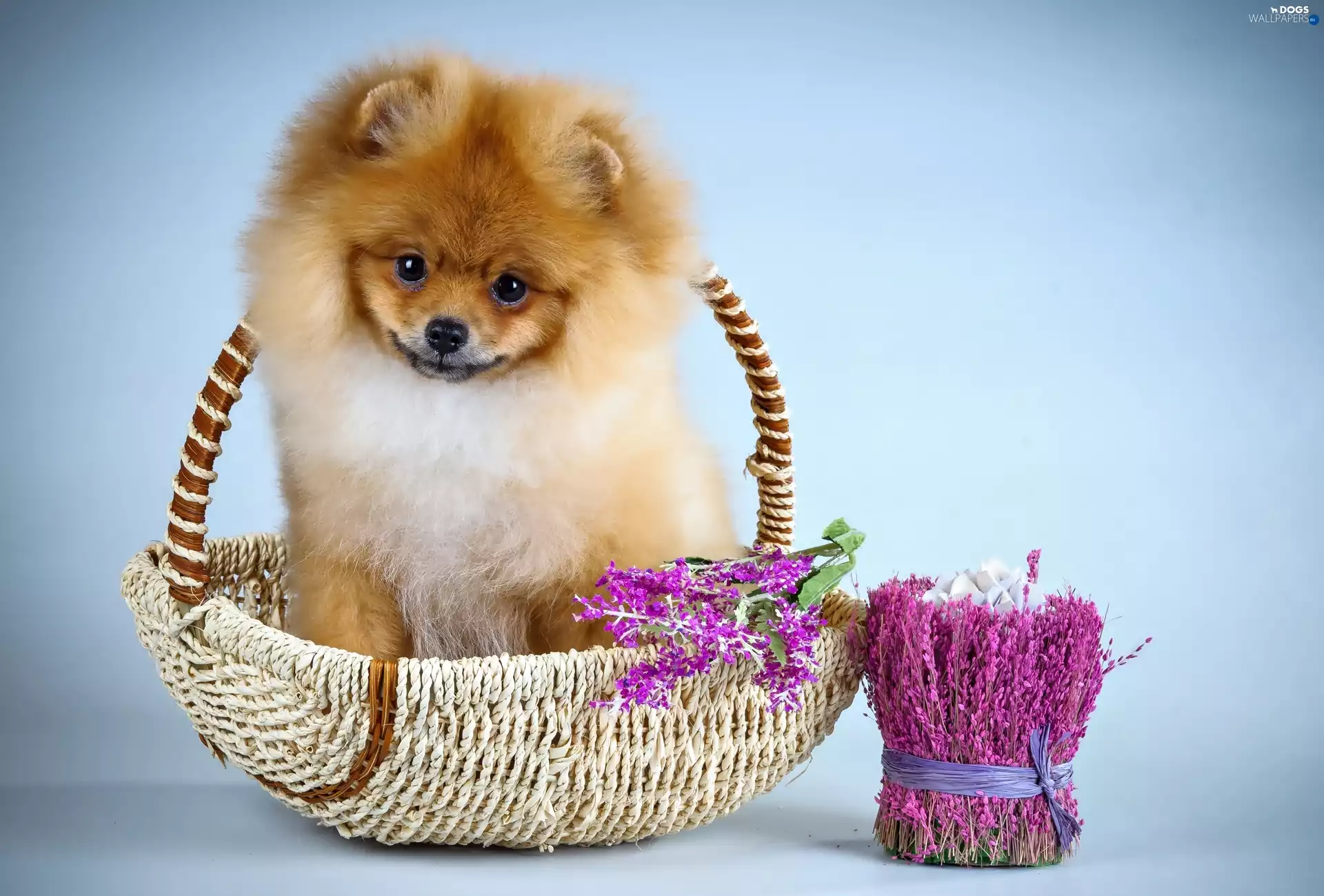 Puppy, basket