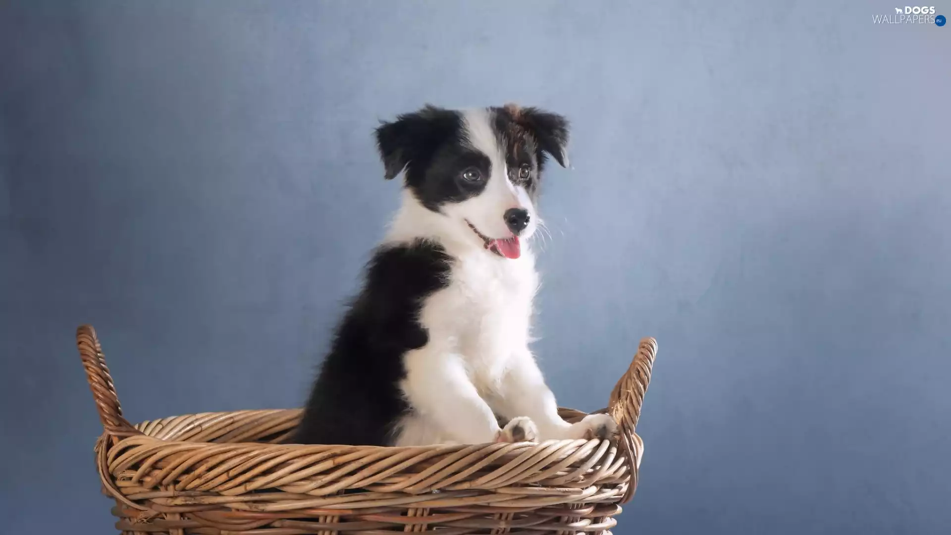 basket, Border Collie, Puppy