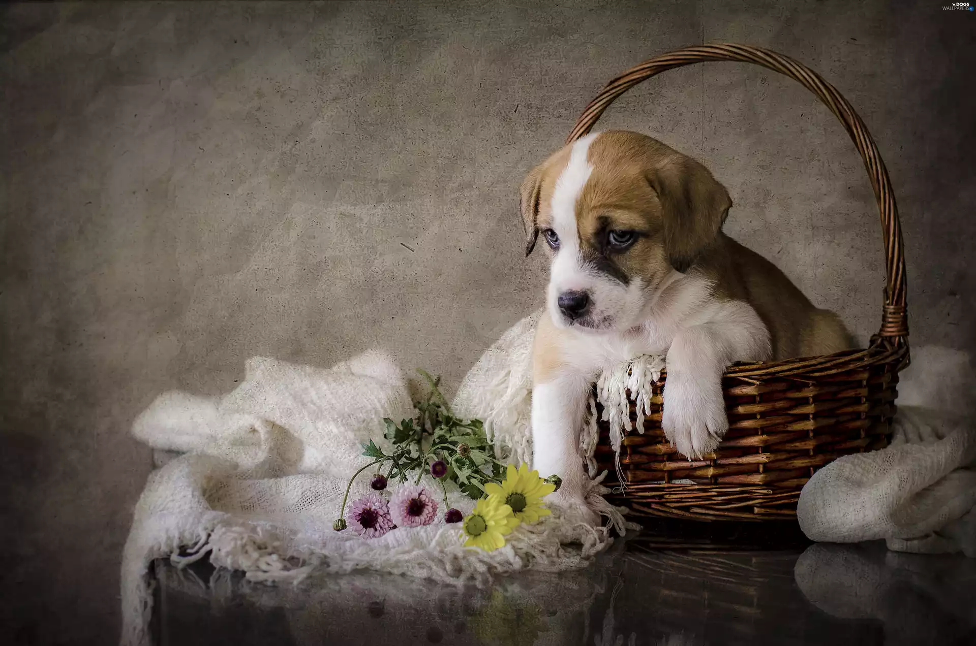 Puppy, basket