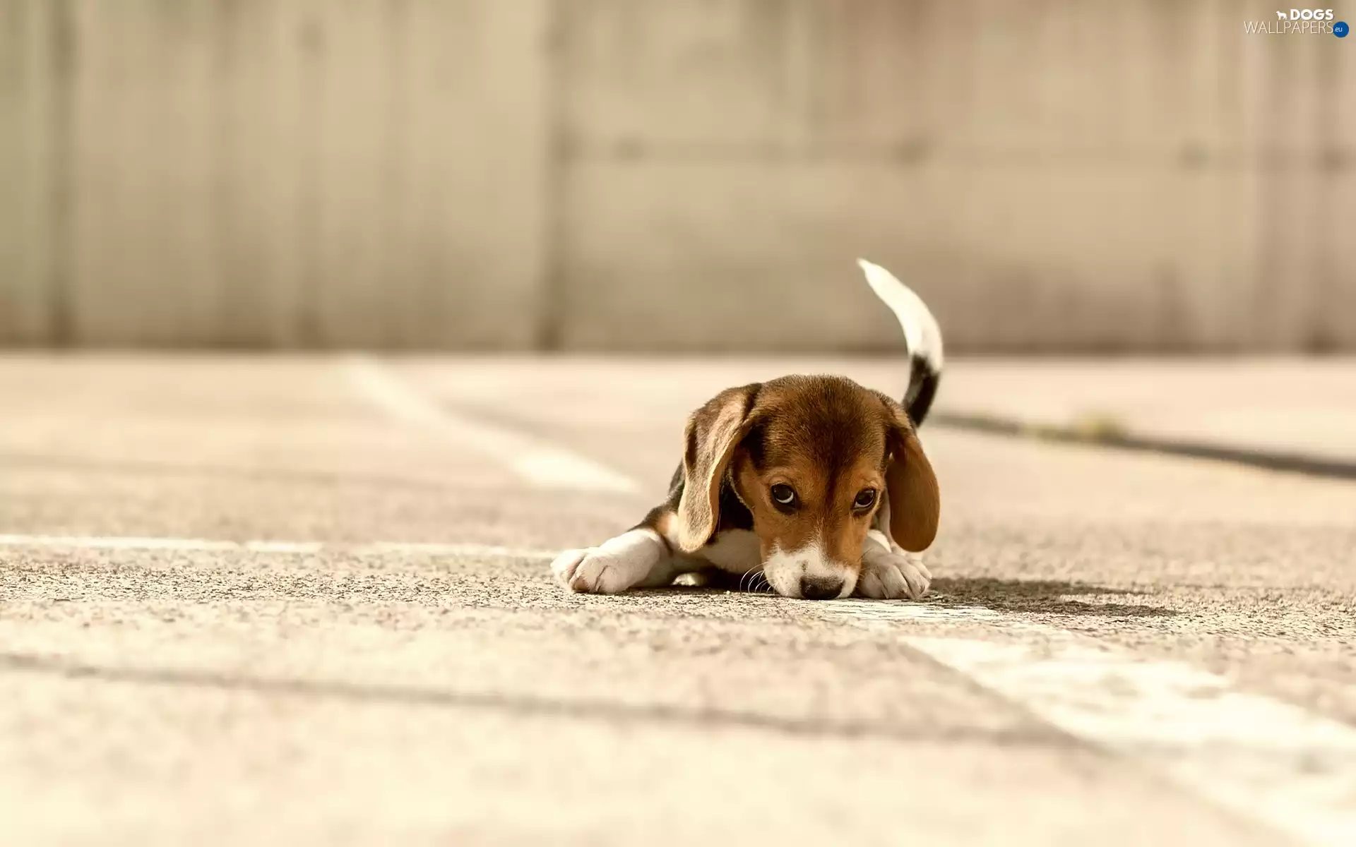 Puppy, Beagle