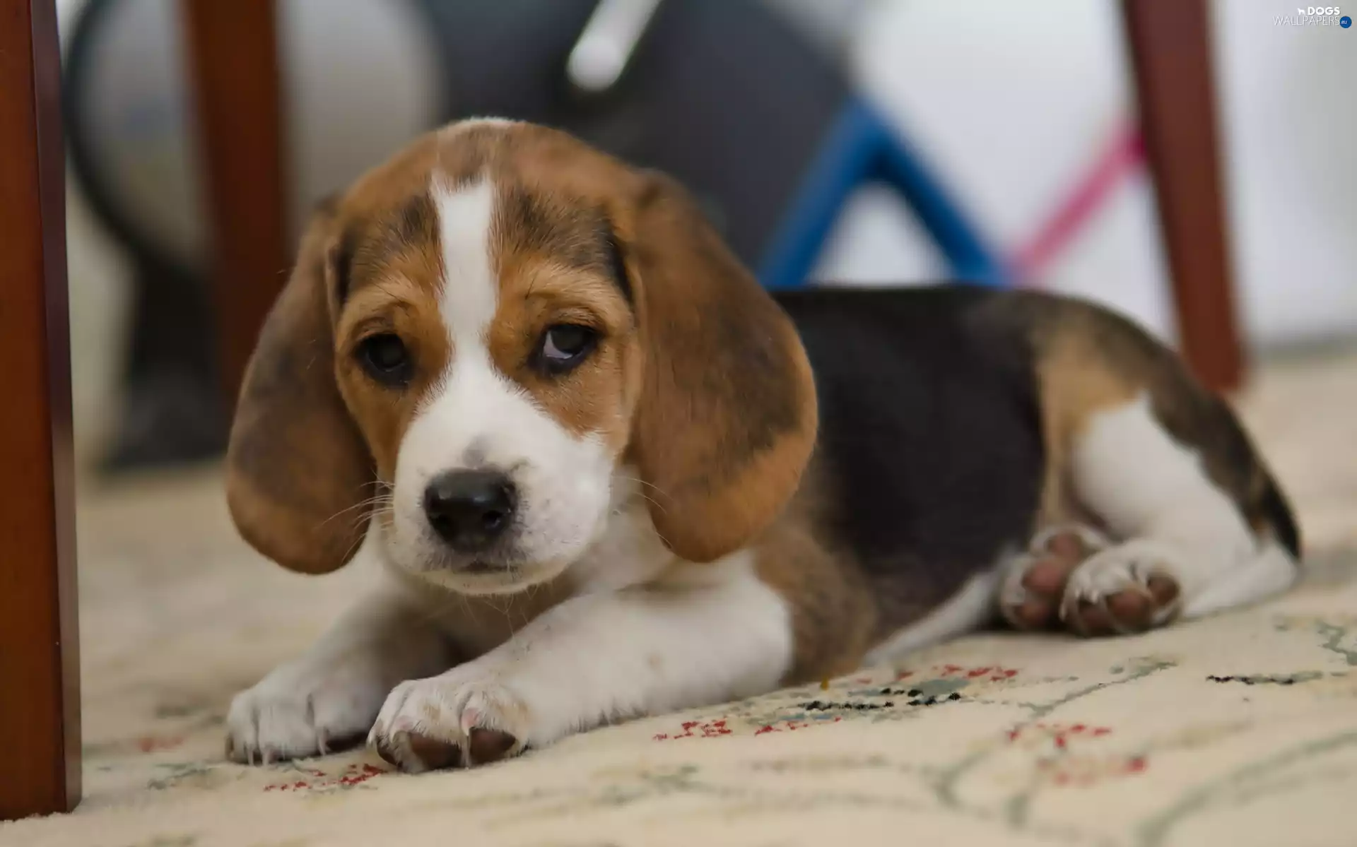 Puppy, Beagle