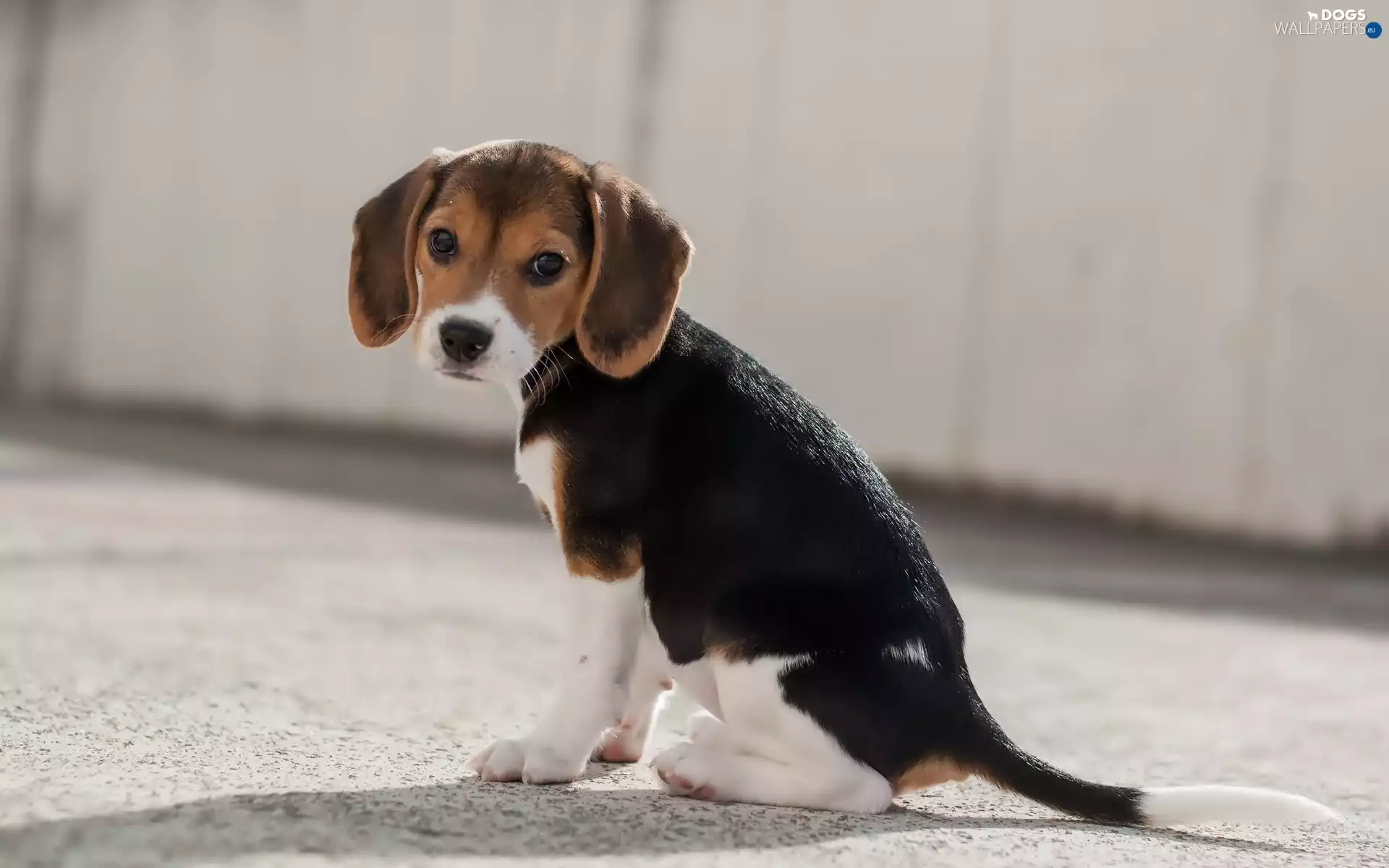 Puppy, Beagle