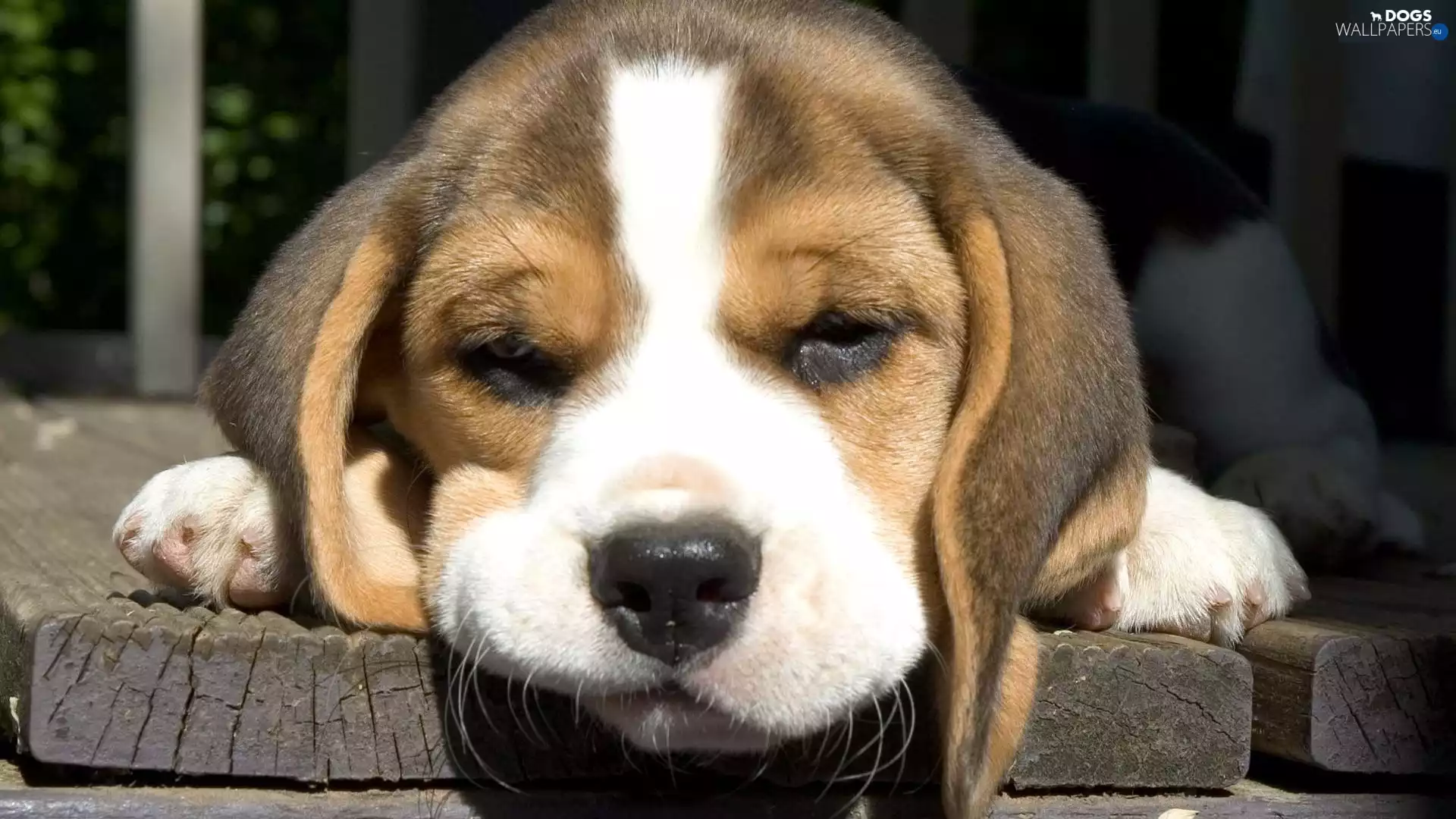 Puppy, Beagle