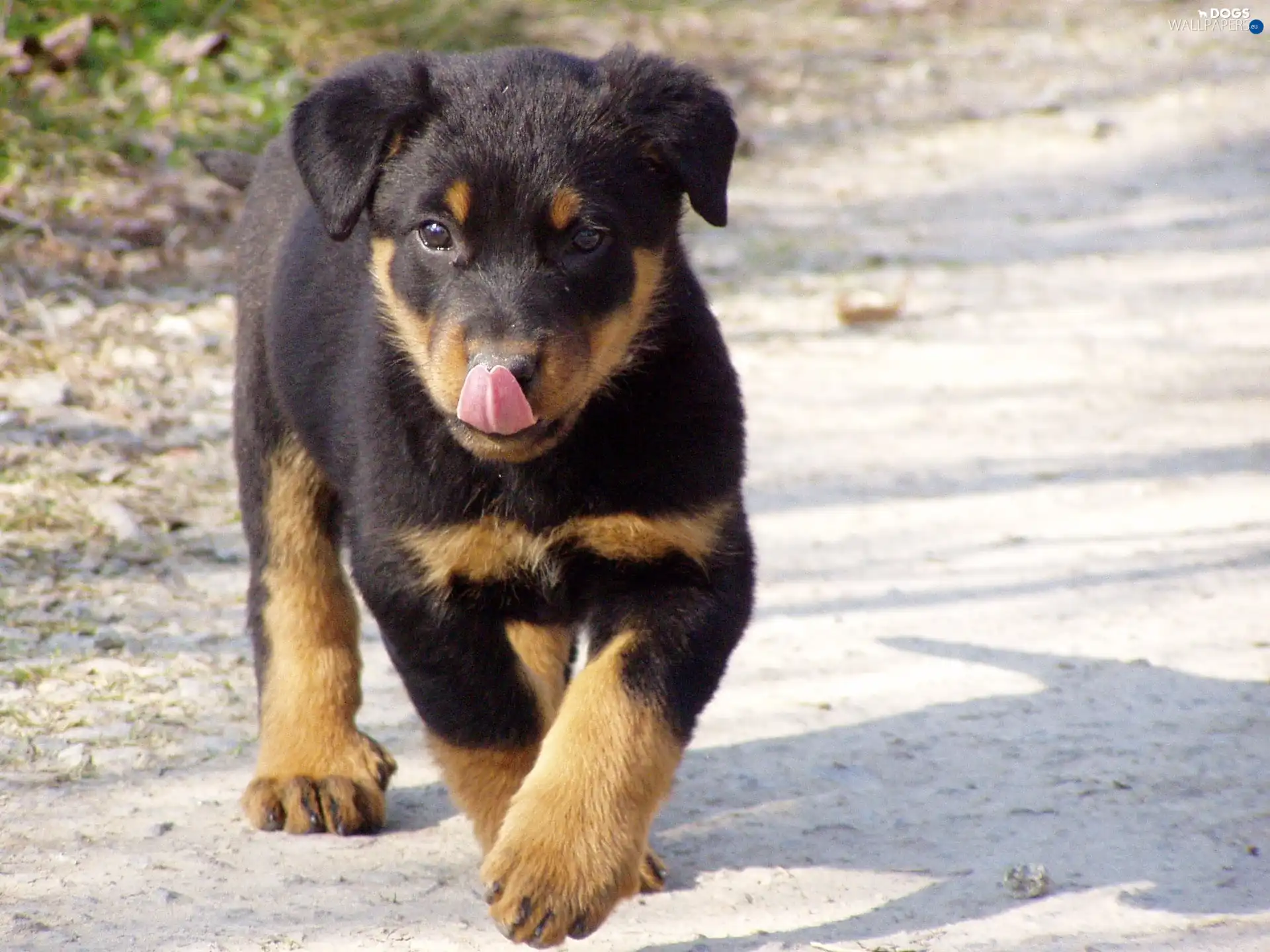 Puppy, Rottweiler, honeyed