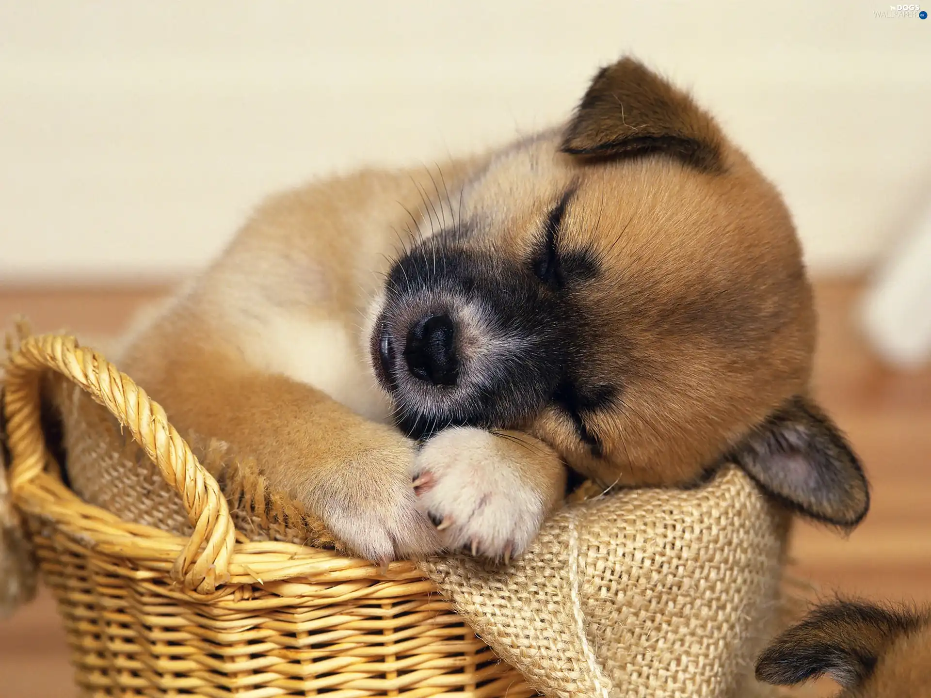 Puppy, Bullmastiff, beautiful