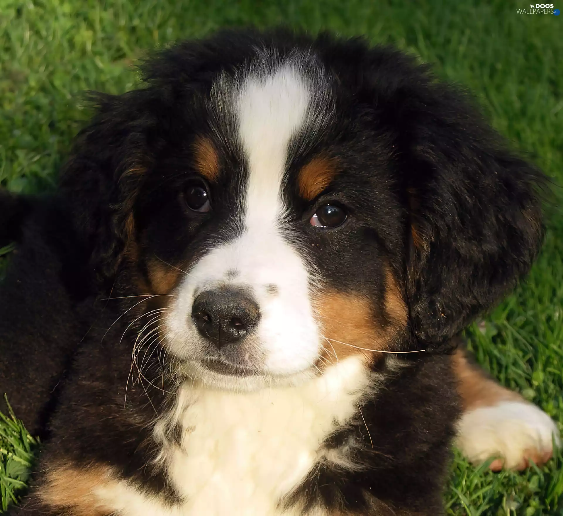 Bernese Mountain Dog, Puppy