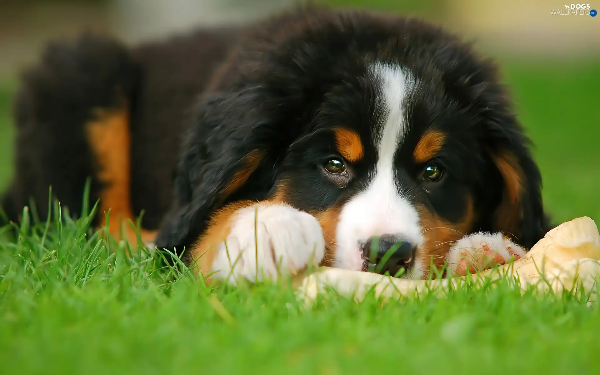 Puppy, pastoral, Bernese, dog