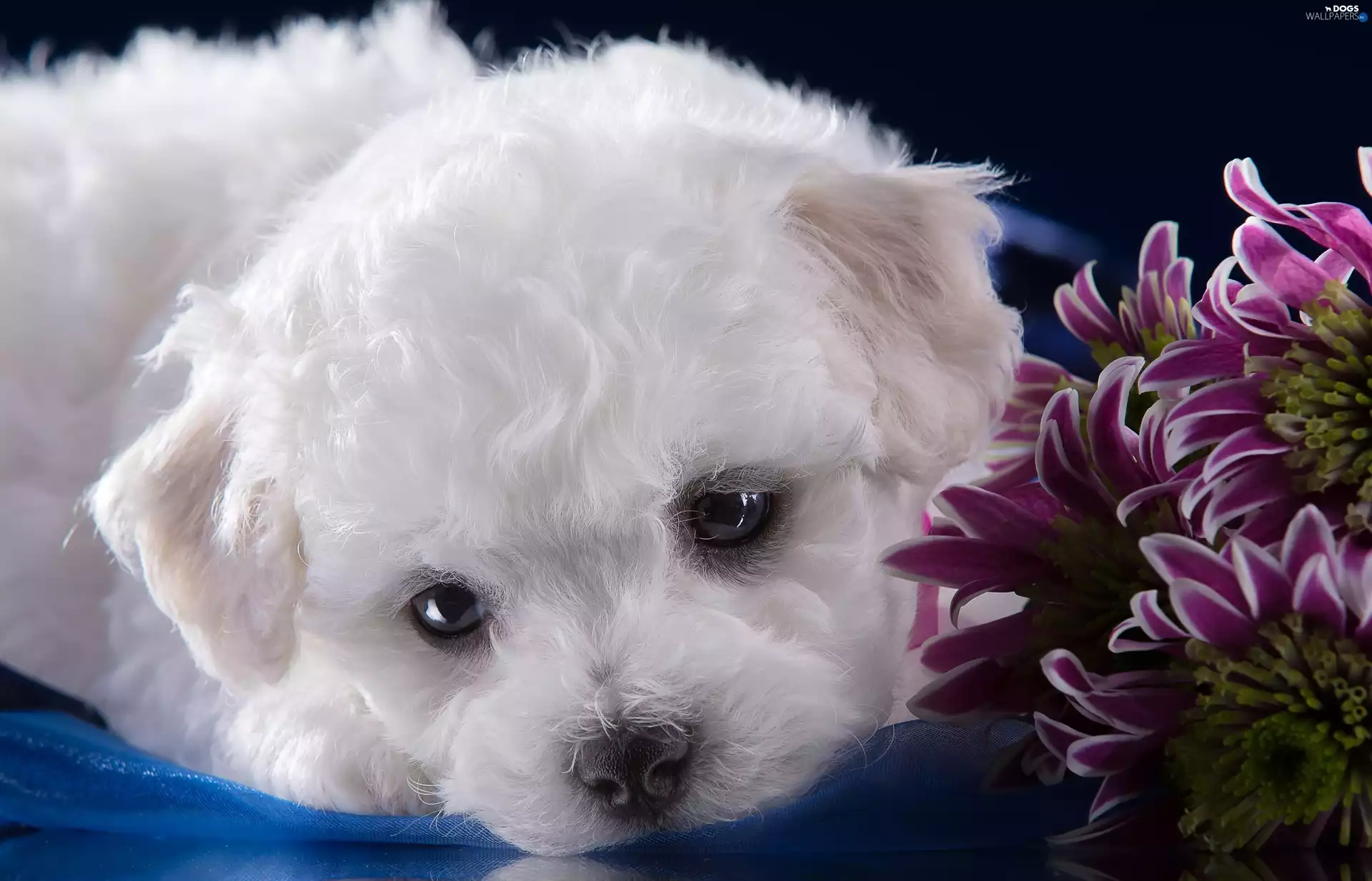 Bichon frise, doggy, Puppy