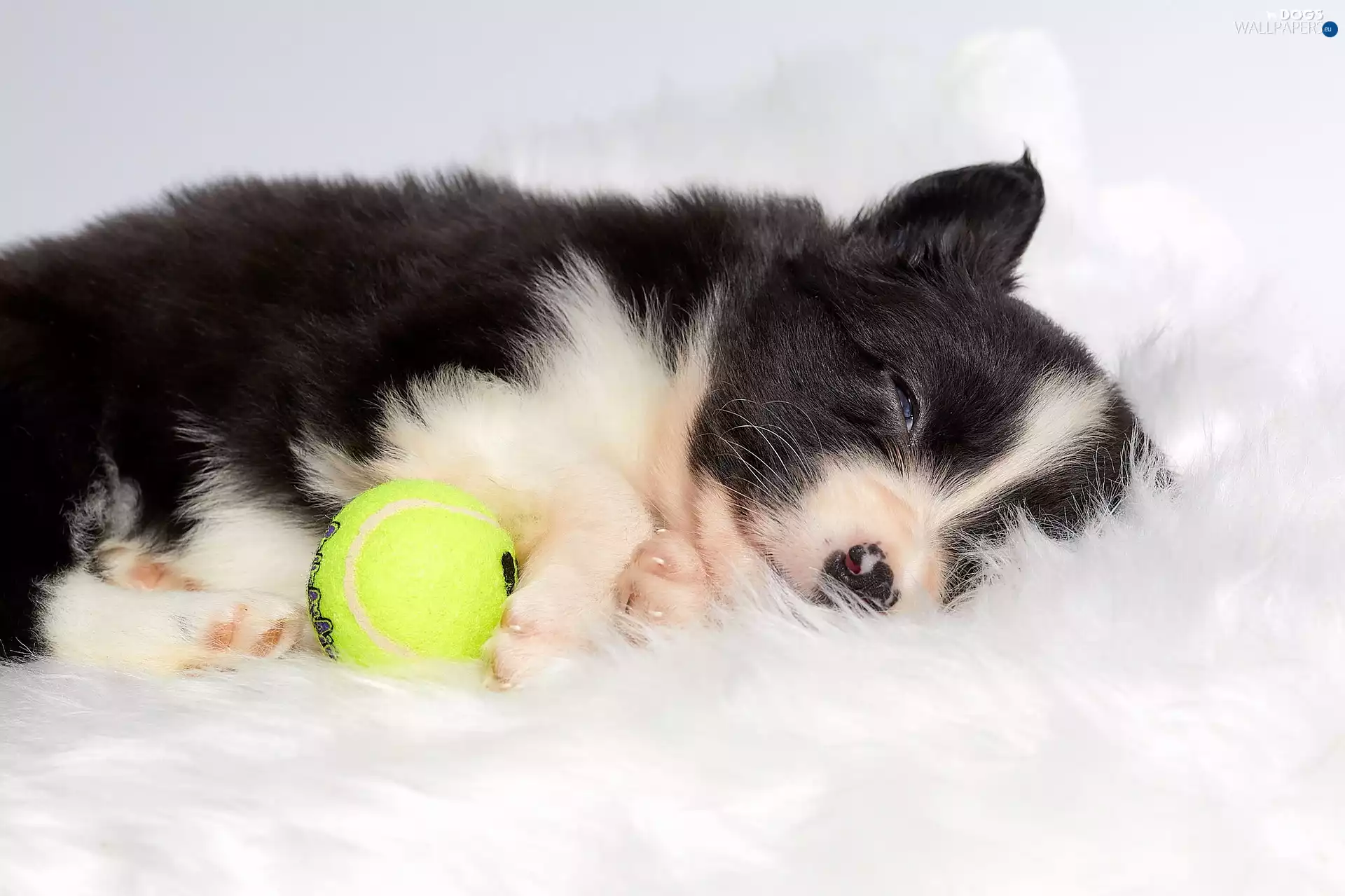 White and Black, Puppy, the ball, dog