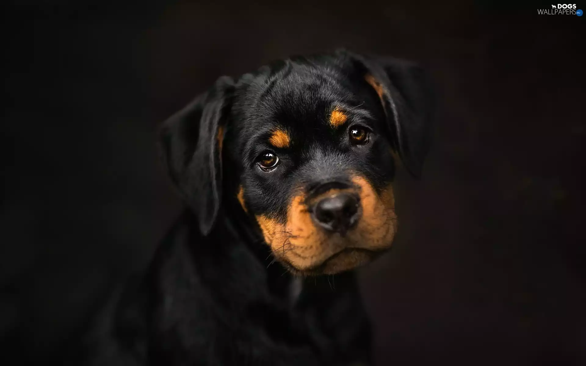 black background, Rottweiler, Puppy