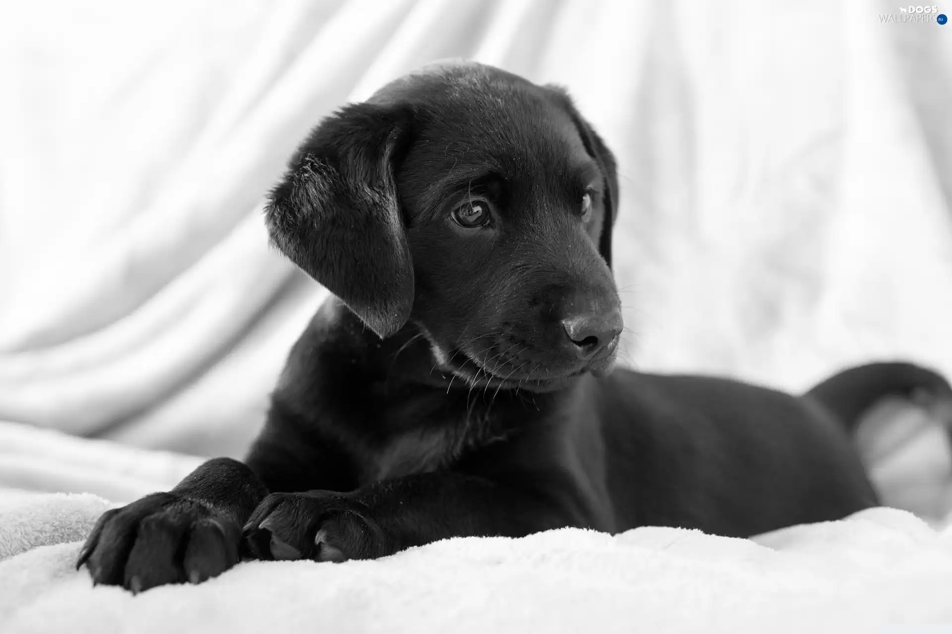 Puppy, Black