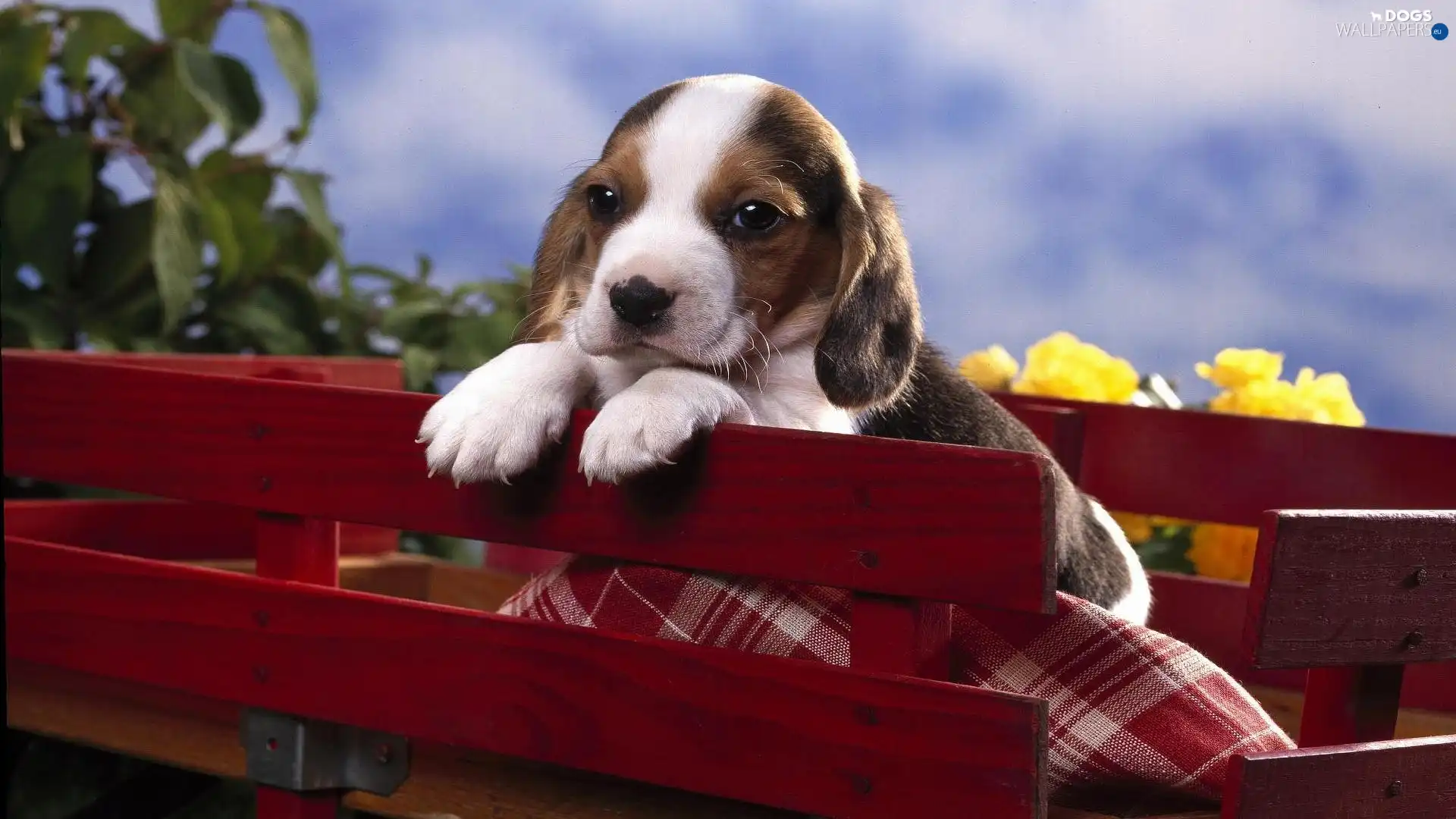 Blanket, Puppy, trolley