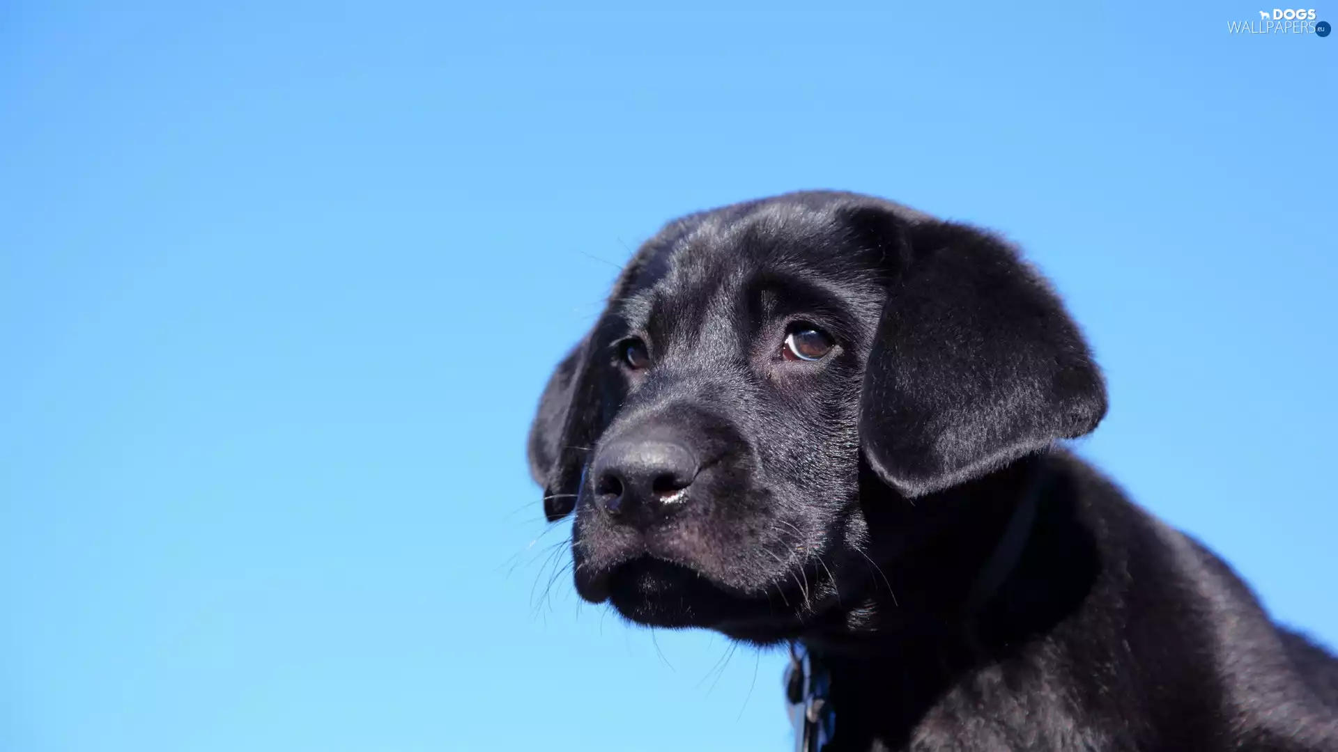 Black, Puppy, blue background, dog