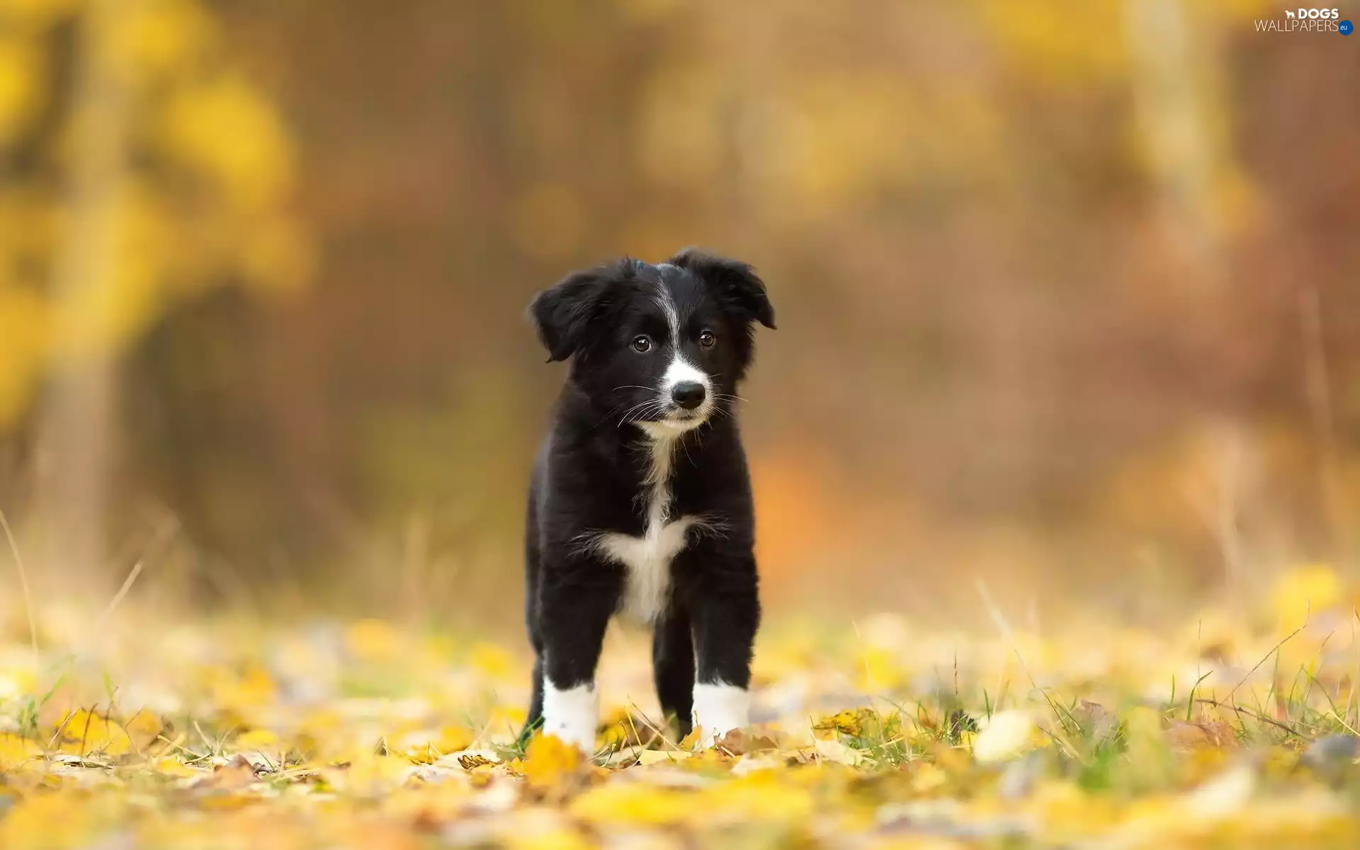 Border Collie, dog, Puppy