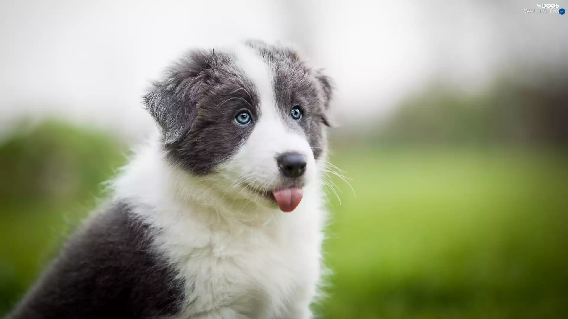 Border Collie, honeyed, Puppy