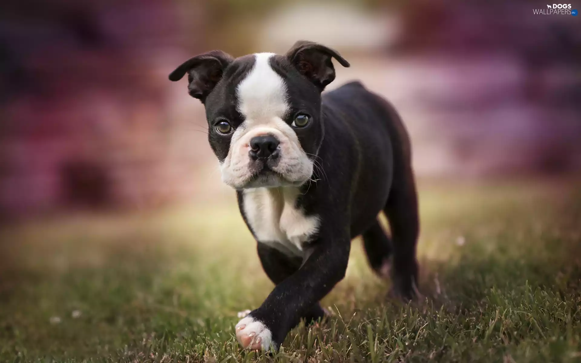 Boston Terrier, dog, Puppy