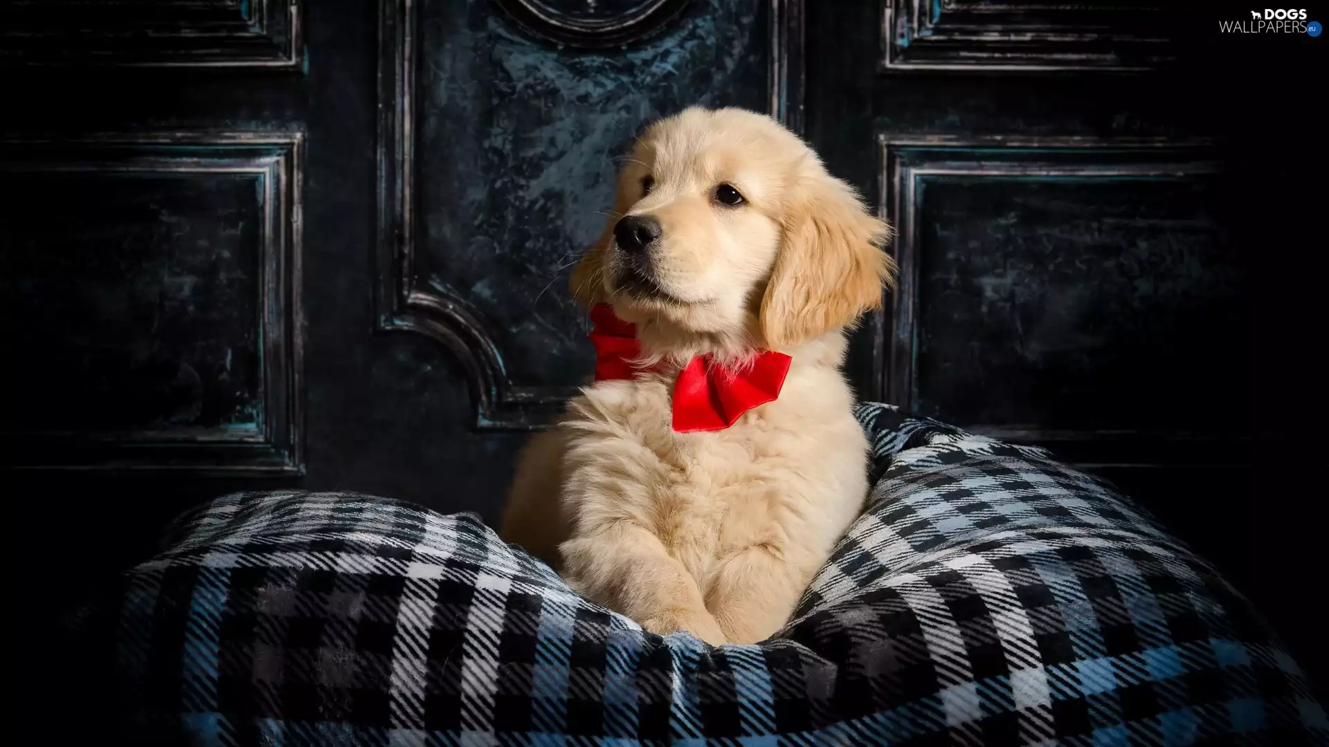 red hot, bow, Puppy, Golden Retriever, dog