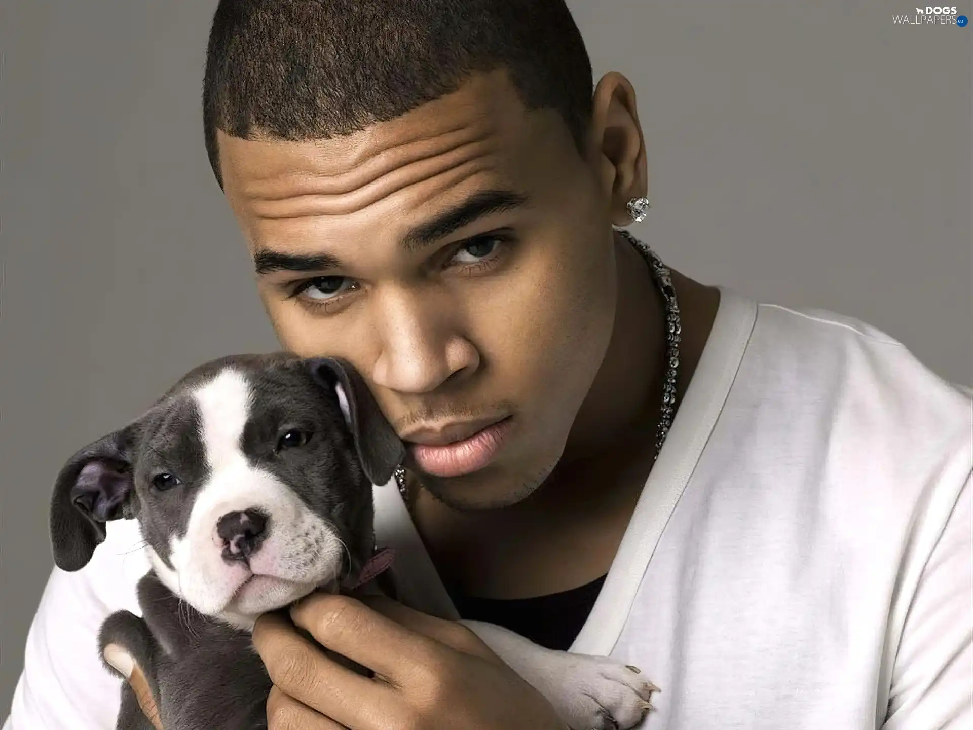 Brown, Puppy, Chris