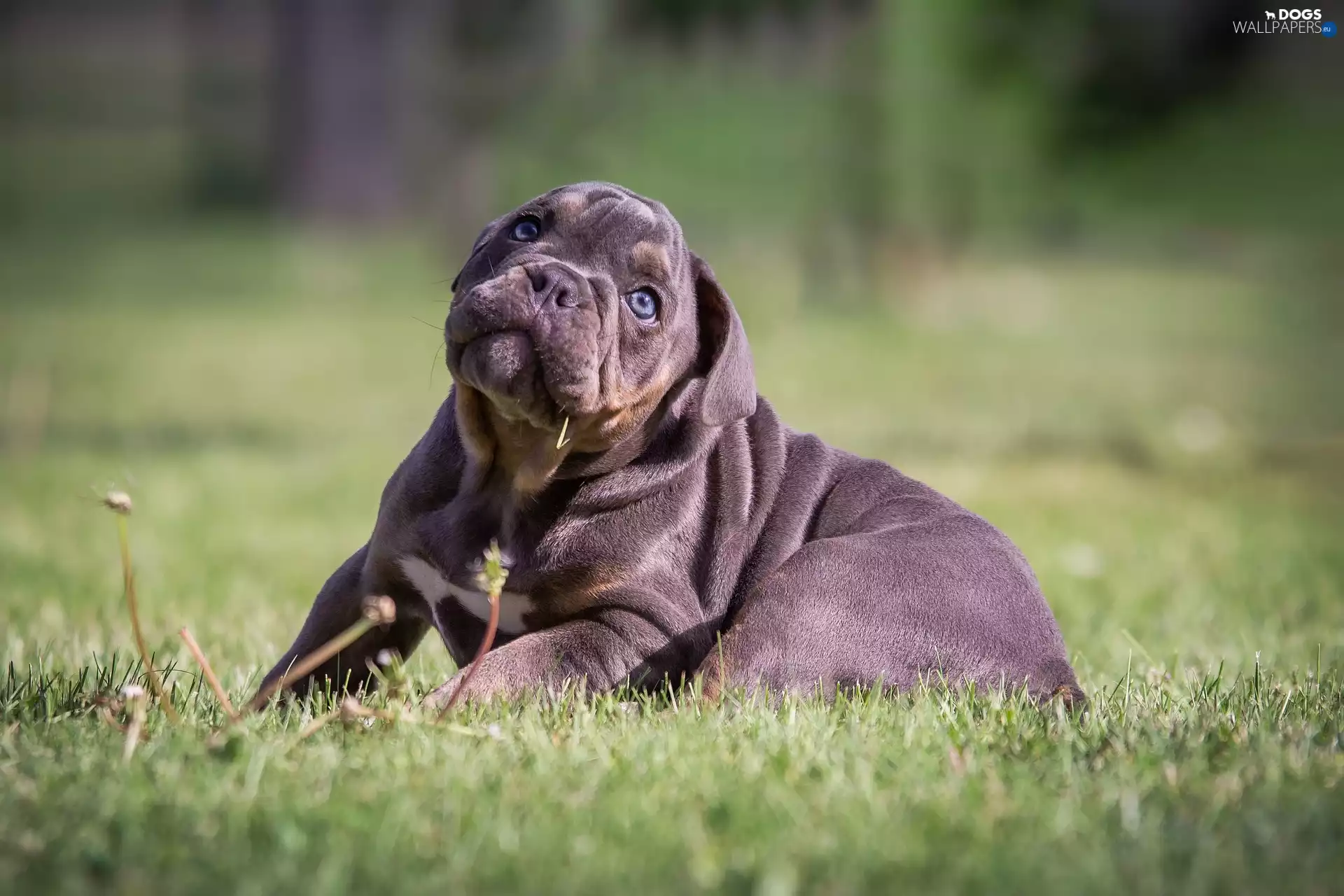 Puppy, English Bulldog