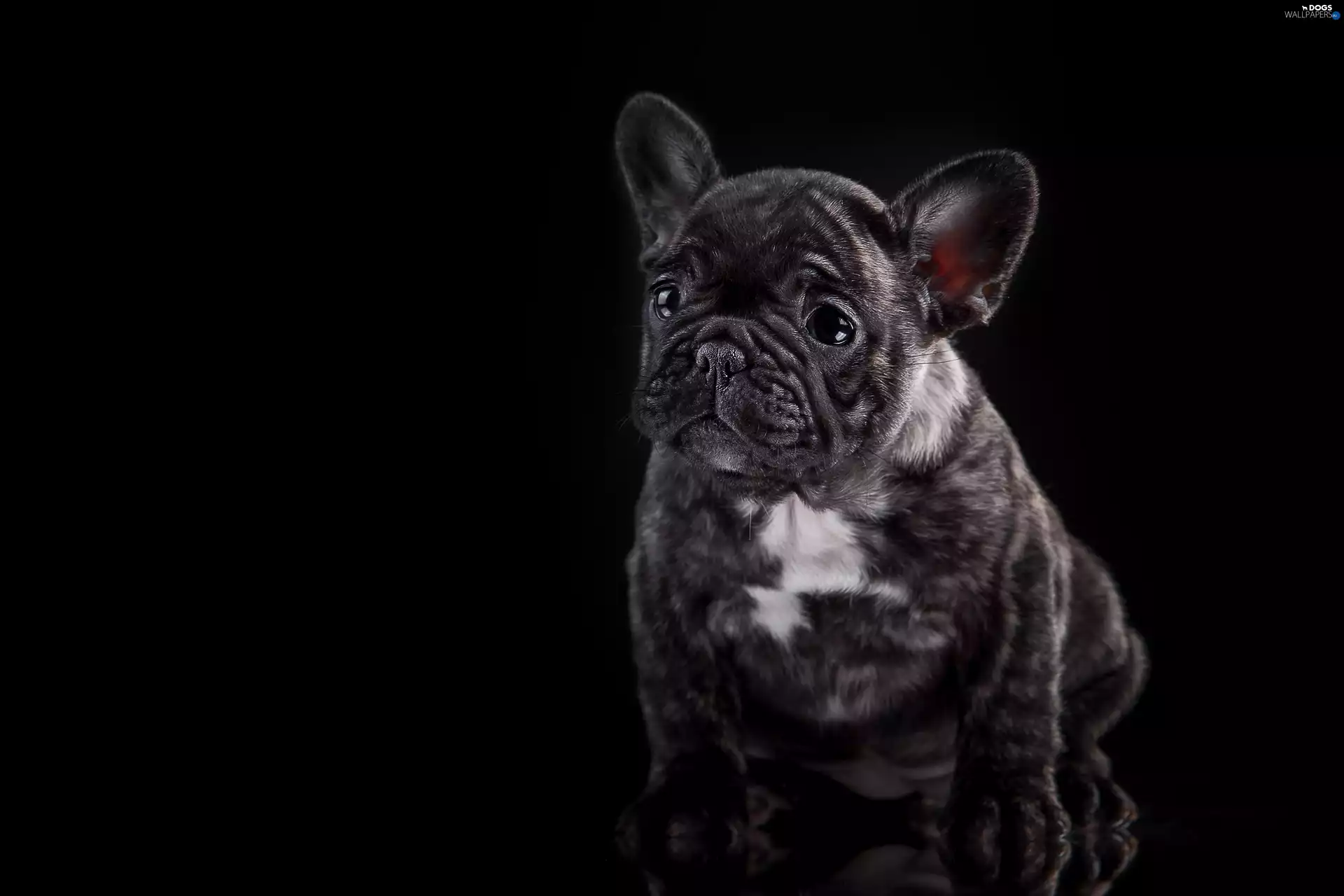 Puppy, French Bulldog