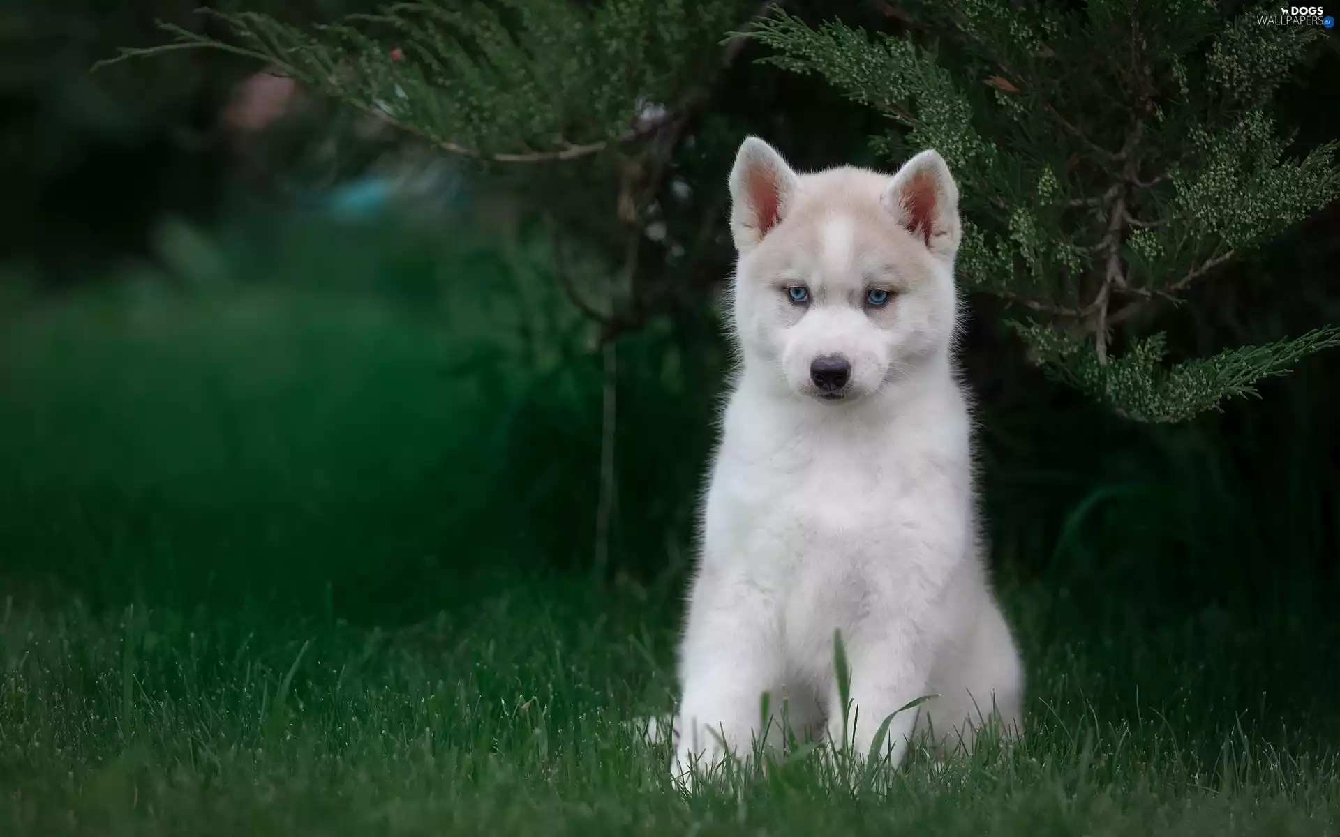 dog, Puppy, Bush, Siberian Husky