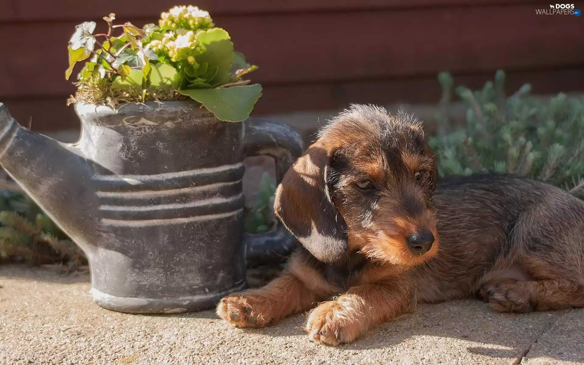 Puppy, watering can