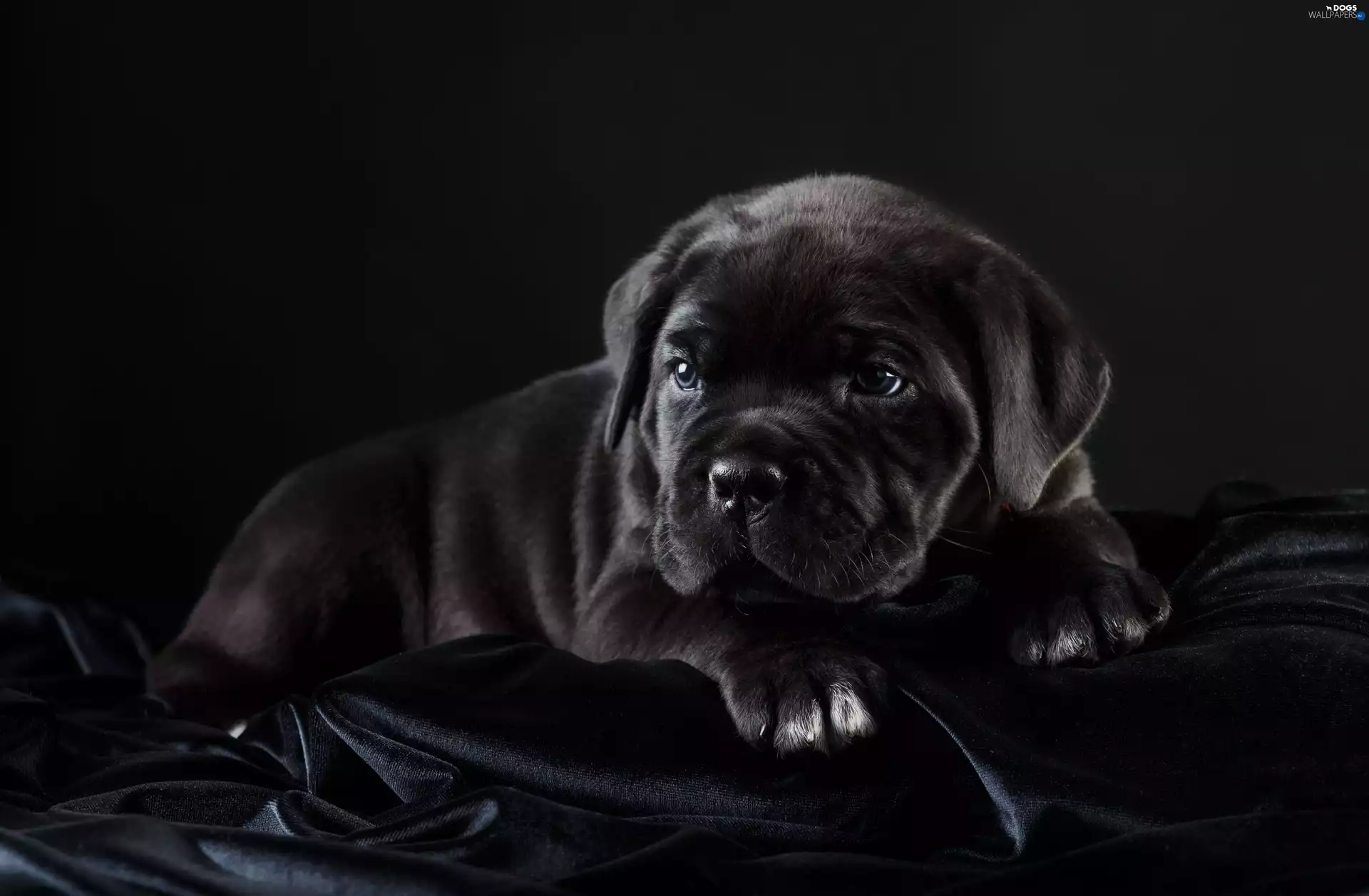 Cane Corso, Black, Puppy