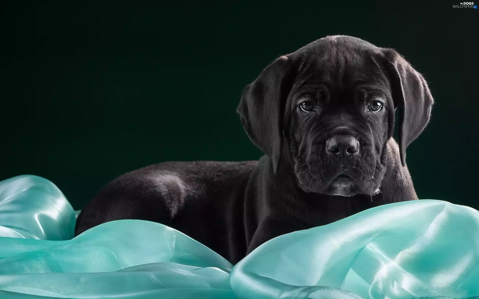 Cane Corso, dog, Puppy